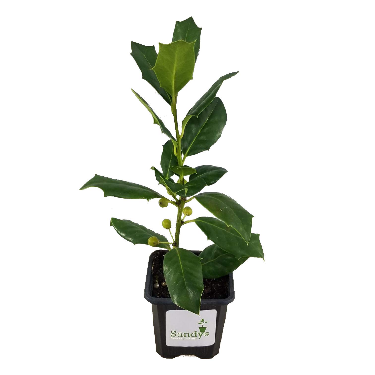 Nellie R Stevens Holly Evergreen Shrubs - Set of 6 Plants in 3 Inch Pots for Landscaping, Privacy Hedges & Garden Decor