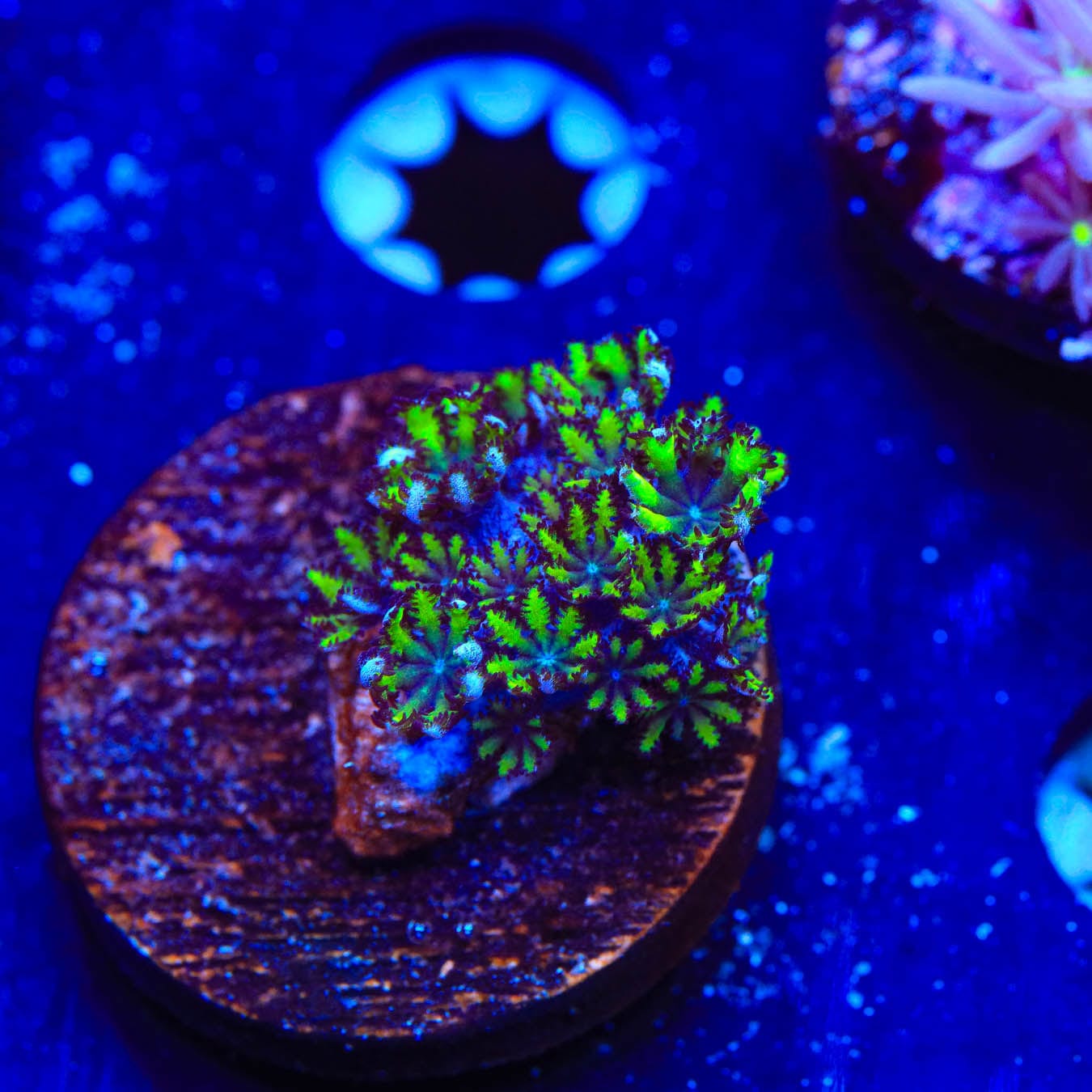 Premium Blue Green Sympodium Coral for Saltwater Aquariums – Vibrant Live Coral for Reef Tanks & Marine Aquascaping