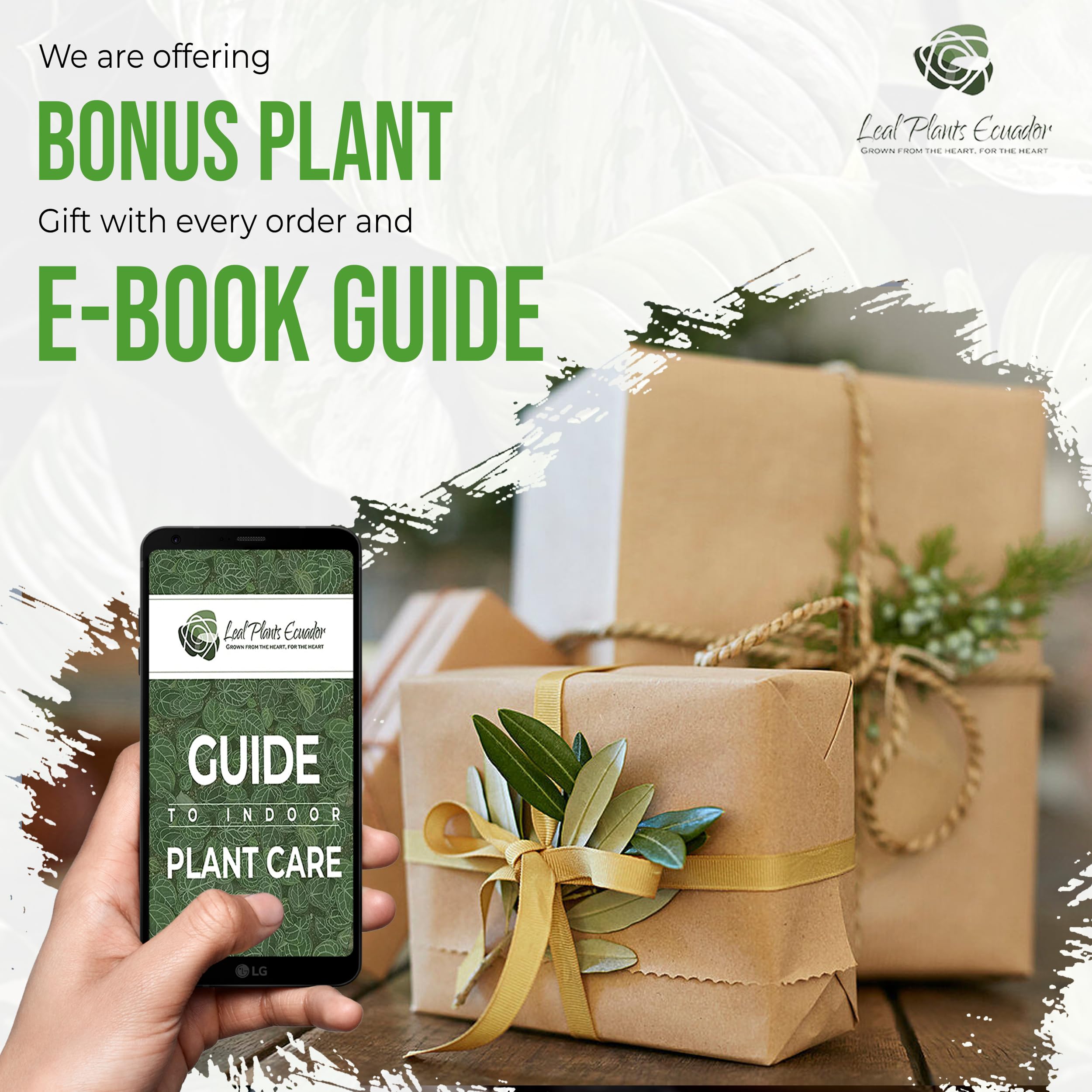 Variegated Alocasia Macrorrhiza Elephant Ear Live Plant - Rare Tropical Indoor Houseplant from Ecuador | Perfect for Home Decor, Office Spaces & Plant Collections | Low Maintenance & Air Purifying