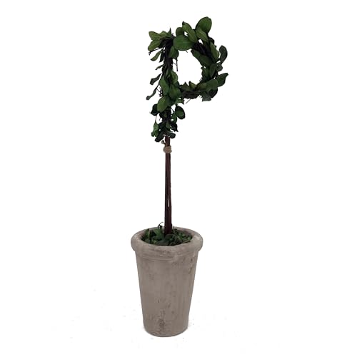 Forest Green P