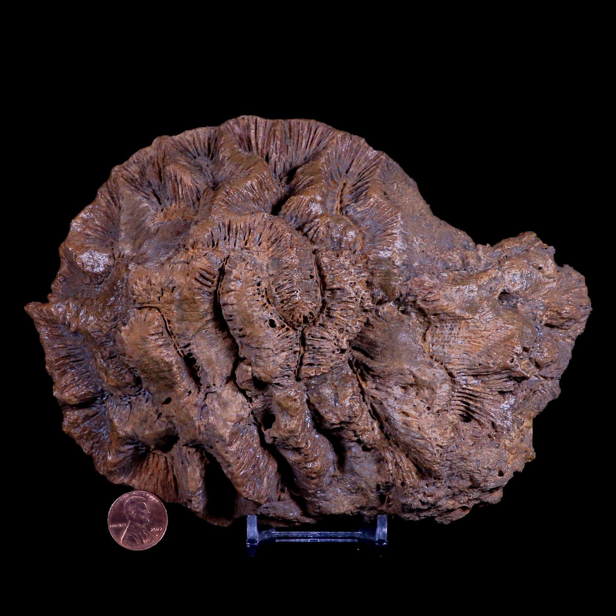 7 Coral Fossil from Cretaceous Age - Simsima Formation UAE - Rare Collectible for Home Decor & Educational Display