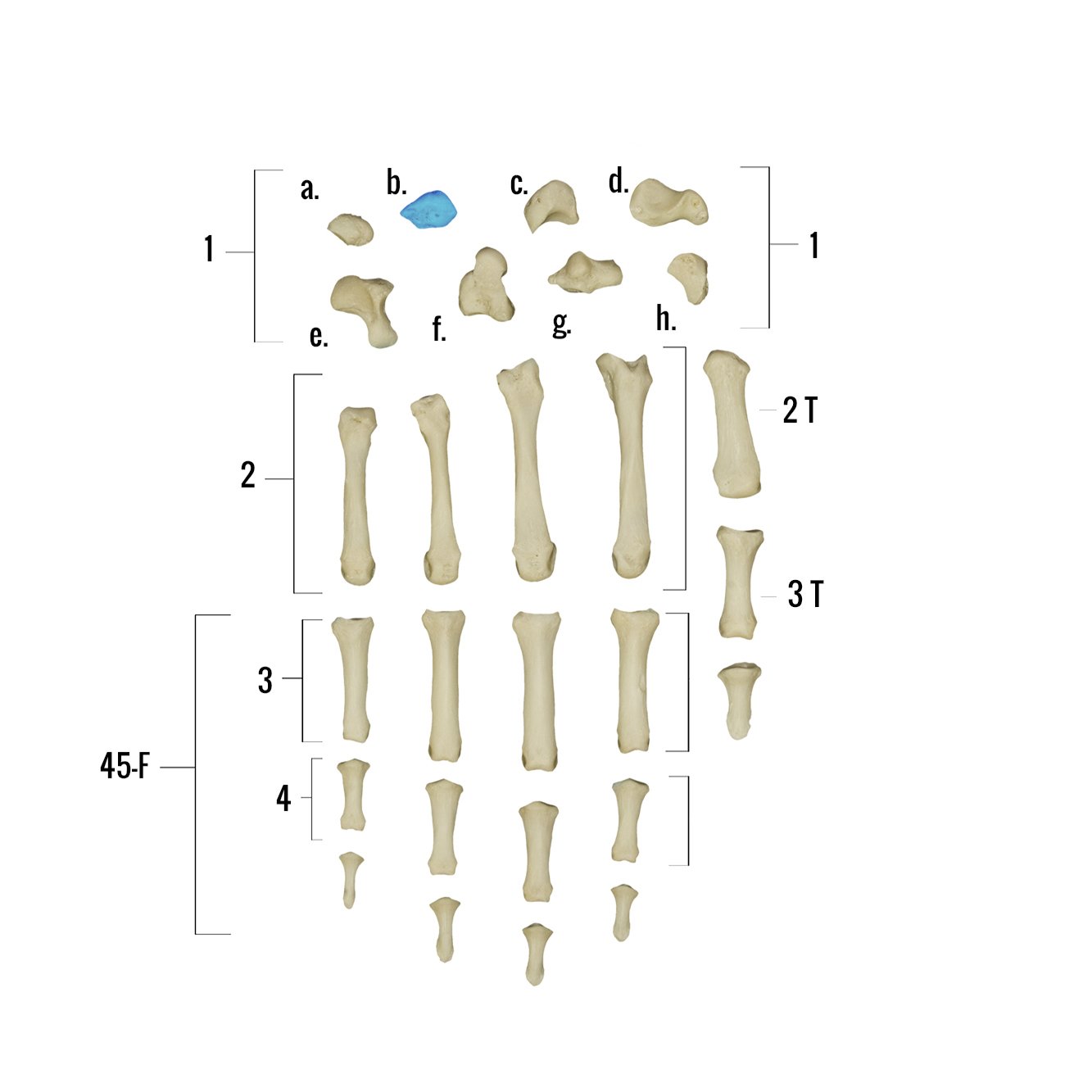 Real Human Hand Skeleton Model - Anatomically Accurate Single Bone Structure for Medical Study, Halloween Decor & Science Education