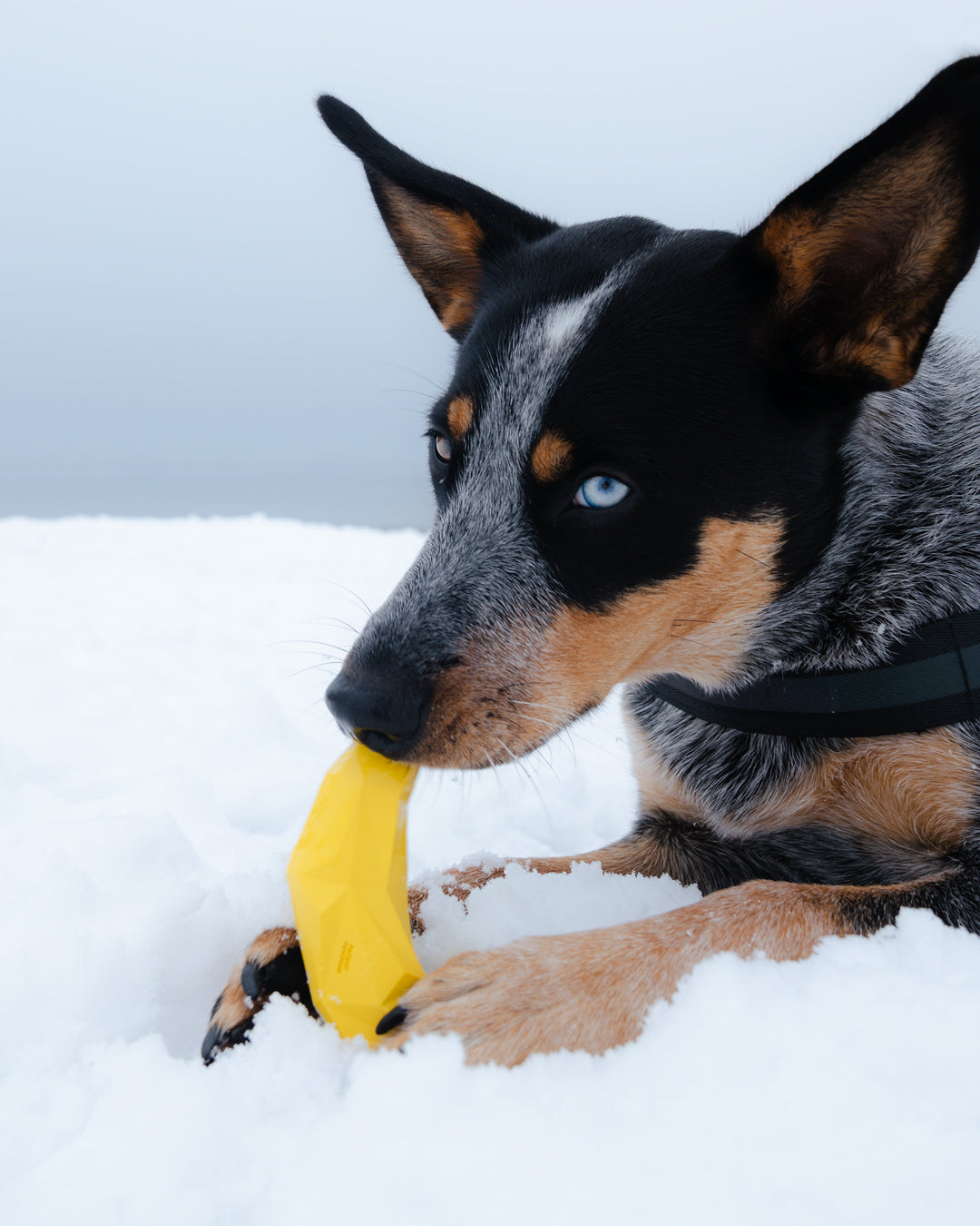 Zee.Dog Super Banana Interactive Dog Toy - Treat Dispenser for Small & Large Dogs - Fun Chew Toy for Training & Playtime at Home or Outdoors