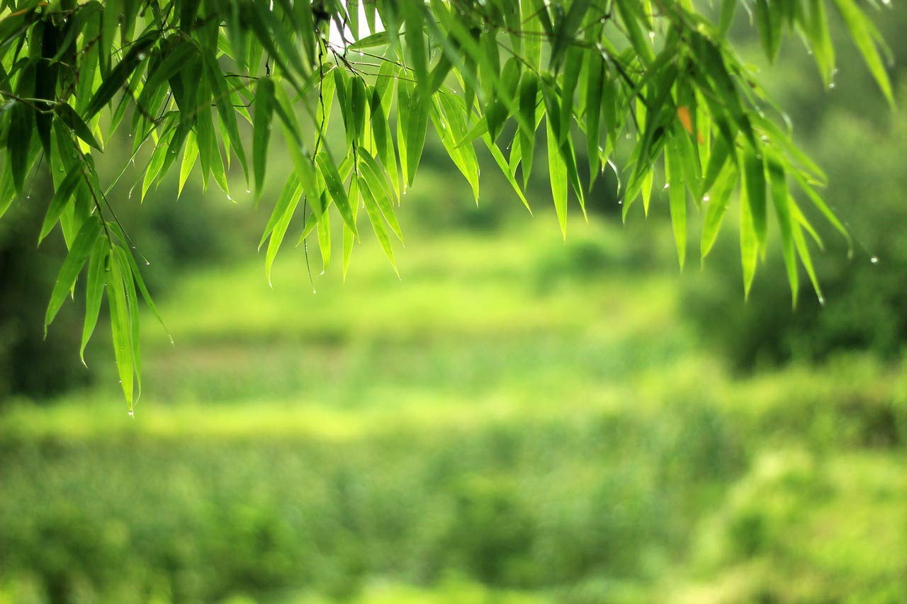 Graceful Bamboo (Slender Weavers) - Textilis Gracilis Live Plant - Fast Growing Evergreen Privacy Hedge for Garden, Patio & Landscape Screening