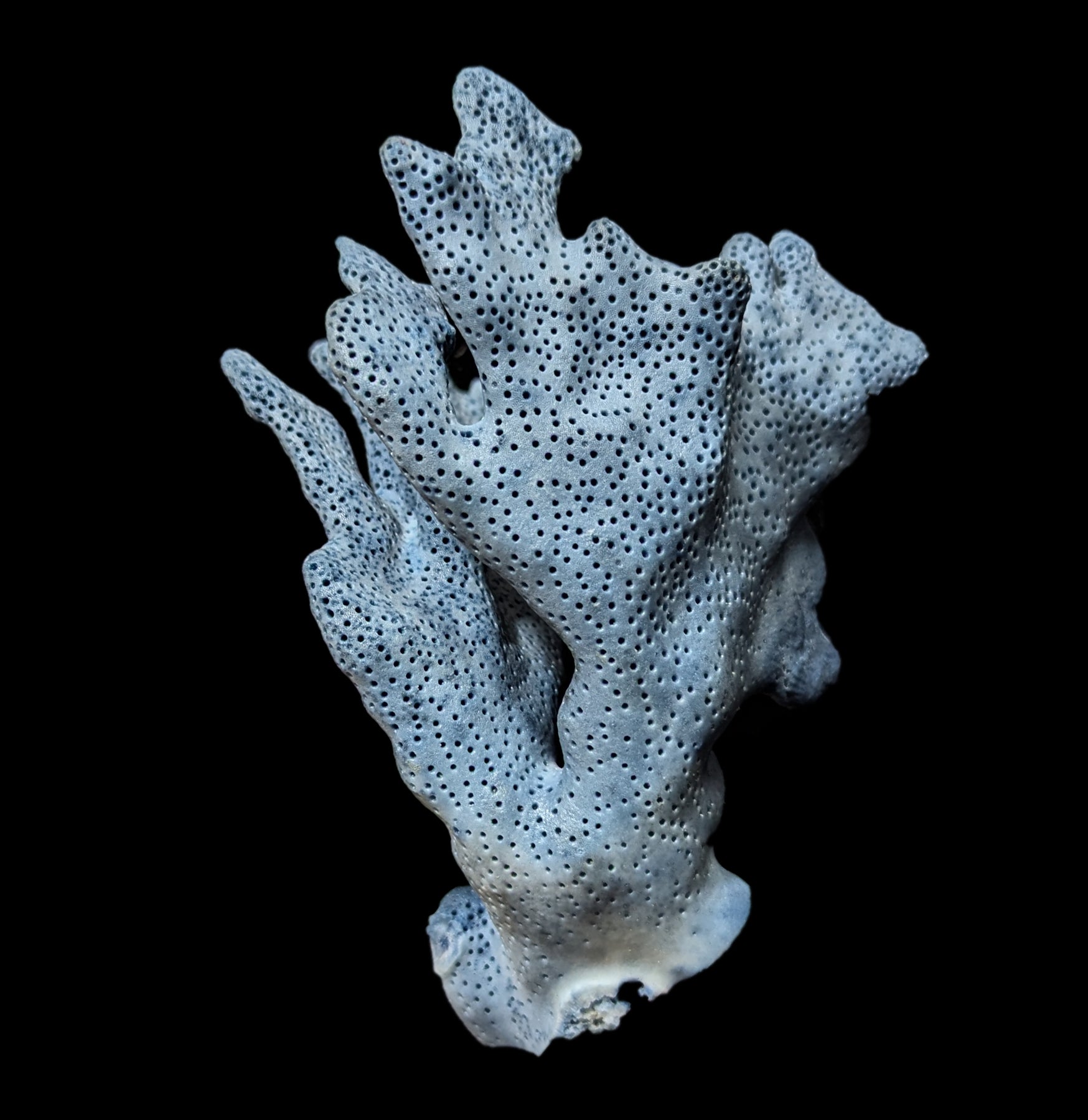Premium Blue Heliopora Coerulea Coral for Saltwater Aquariums - Vibrant Live Coral for Reef Tanks & Marine Aquascaping