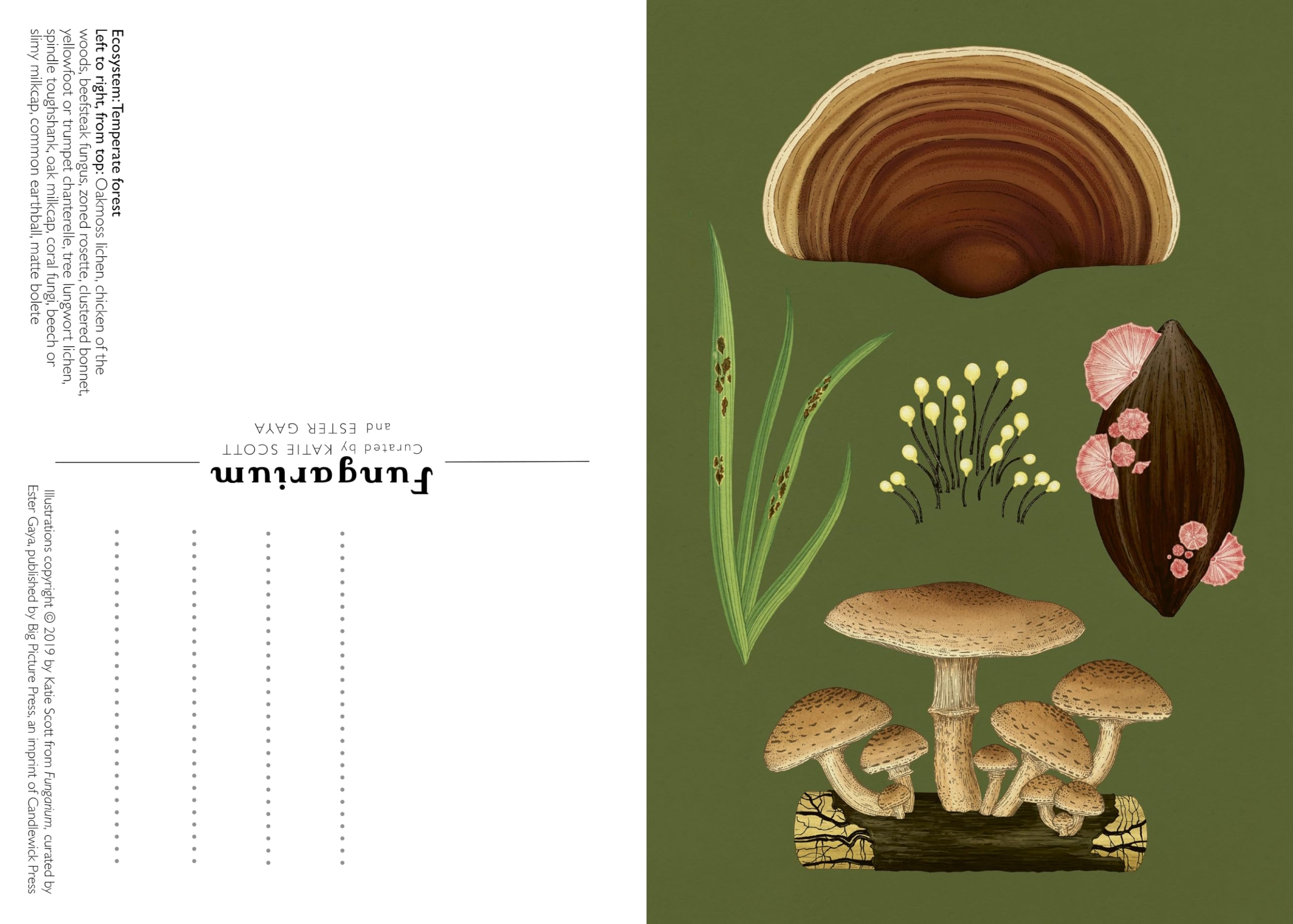 Fungarium Postcard Box Set - Welcome to the Museum | Botanical Fungi Art Collection | Perfect for Home Decor, Gifts & Stationery Lovers