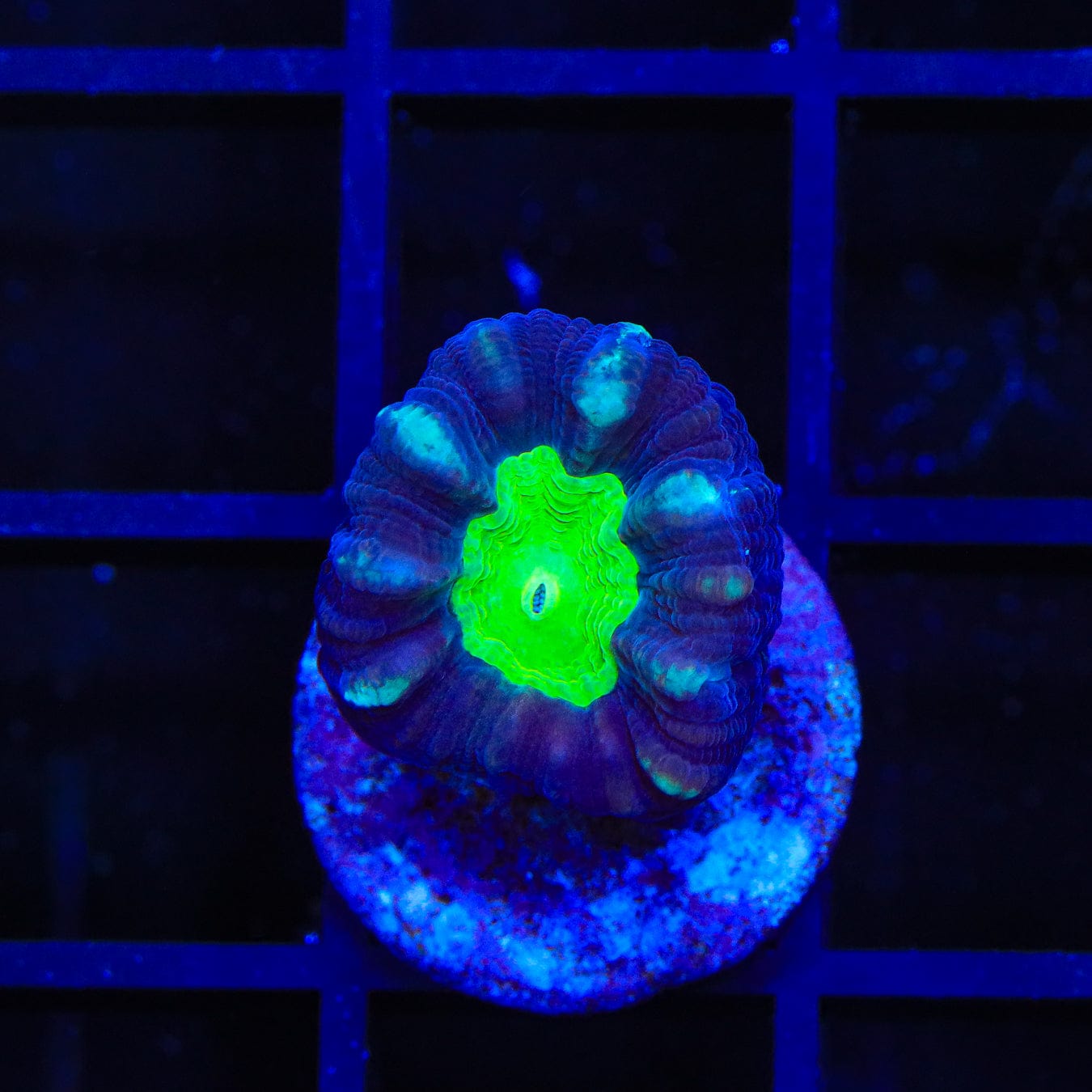 Candy Cane Coral - Stripe Candy Coral for Saltwater Aquariums | Perfect for Reef Tanks & Marine Decor
