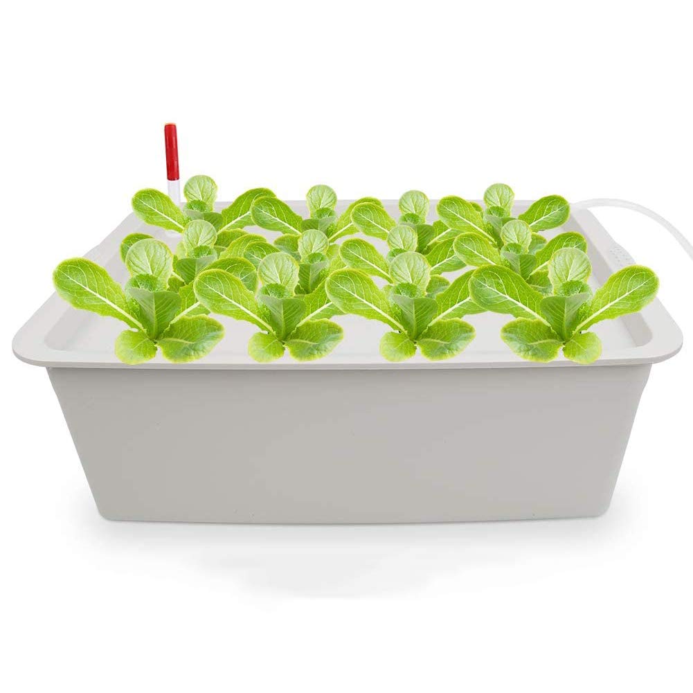 **WSN Hydroponic Growing System Kit - 24 Air Pump Holes, Soilless Cultivation for Indoor Plants, Seed Starter, Herb Garden - White, 110V (Perfect for Home Gardening, Kitchen Herbs & Urban Farming)**