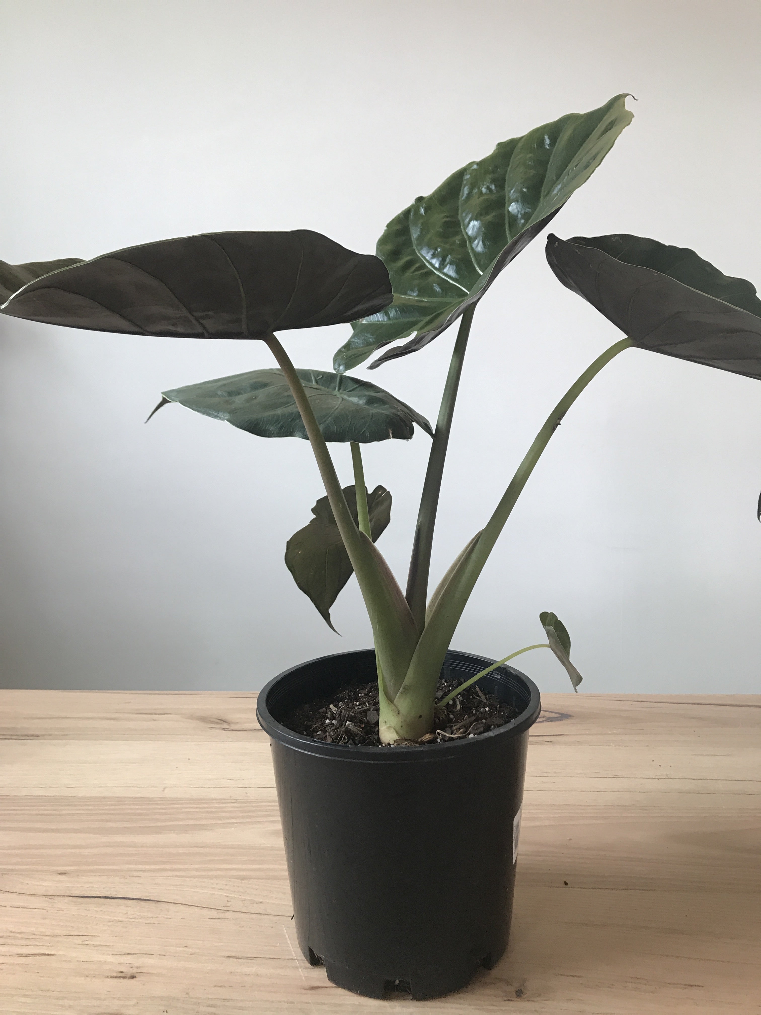 Alocasia Wentii - Rare Elephant Ear Plant for Indoor & Outdoor Gardening | Perfect for Home Decor, Office Spaces, and Tropical Landscapes