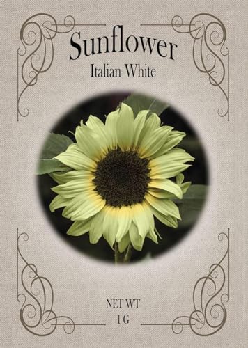 Italian White Sunflower