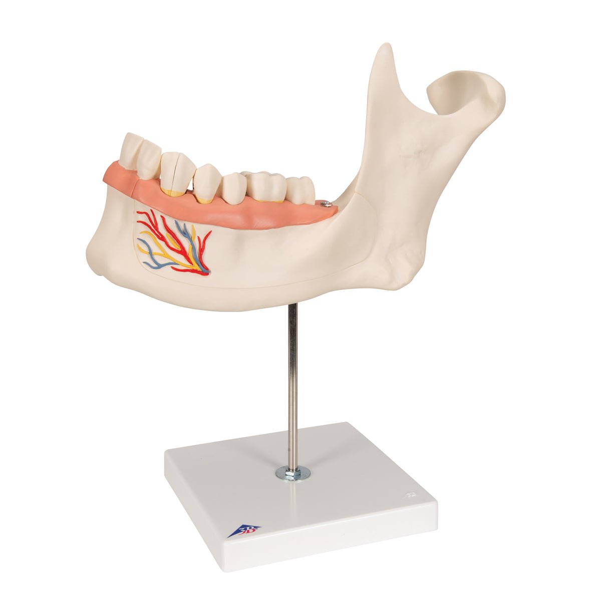 Half Lower Jaw Model - 3X Full Size, 6-Part Dental Anatomy Demonstration for Dental Students & Professionals | Perfect for Classroom Teaching & Medical Study