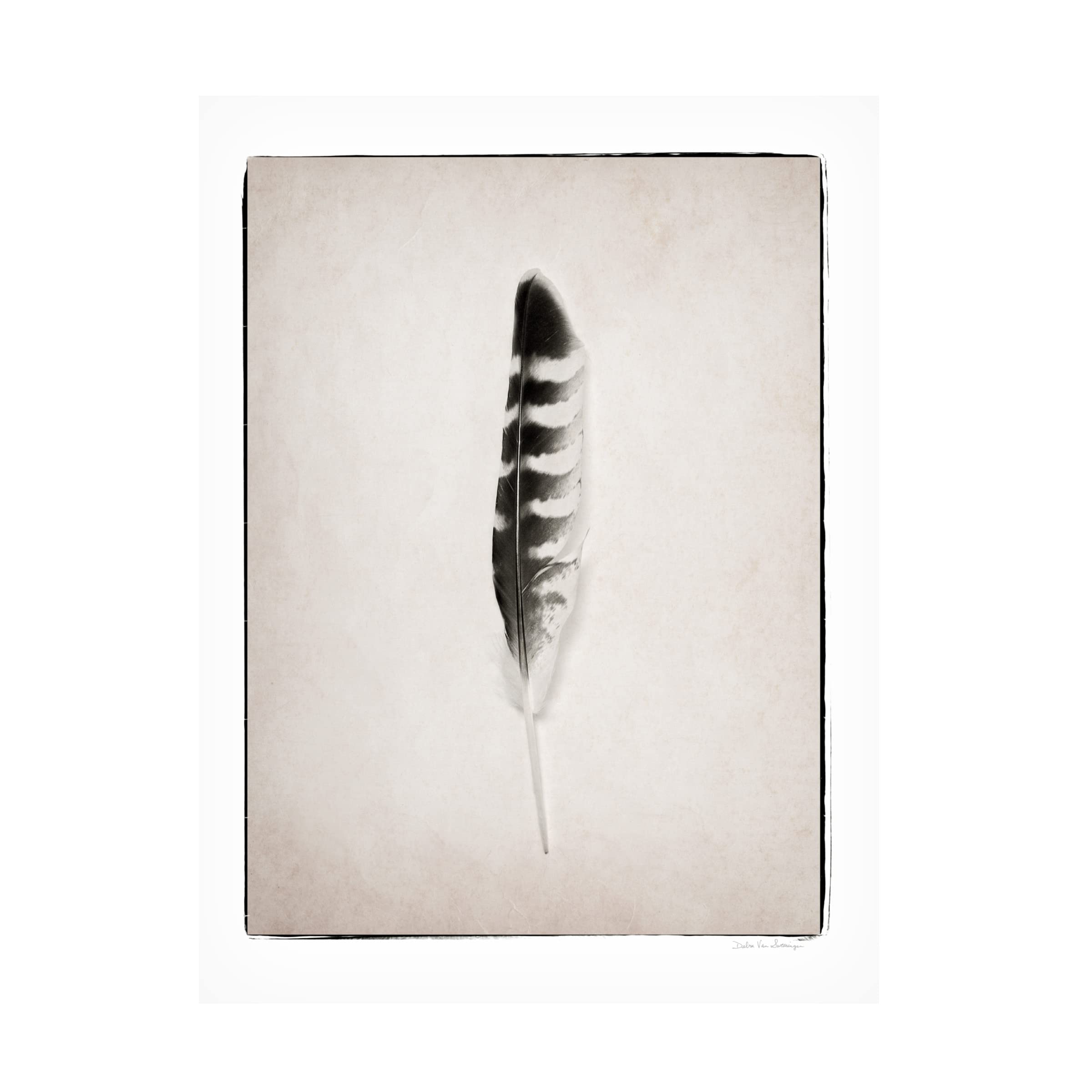 Trademark Fine Art 'Feather IV BW' Canvas Wall Art by Debra Van Swearingen - Black & White Feather Painting for Modern Home Decor, Office & Living Room Wall Decor