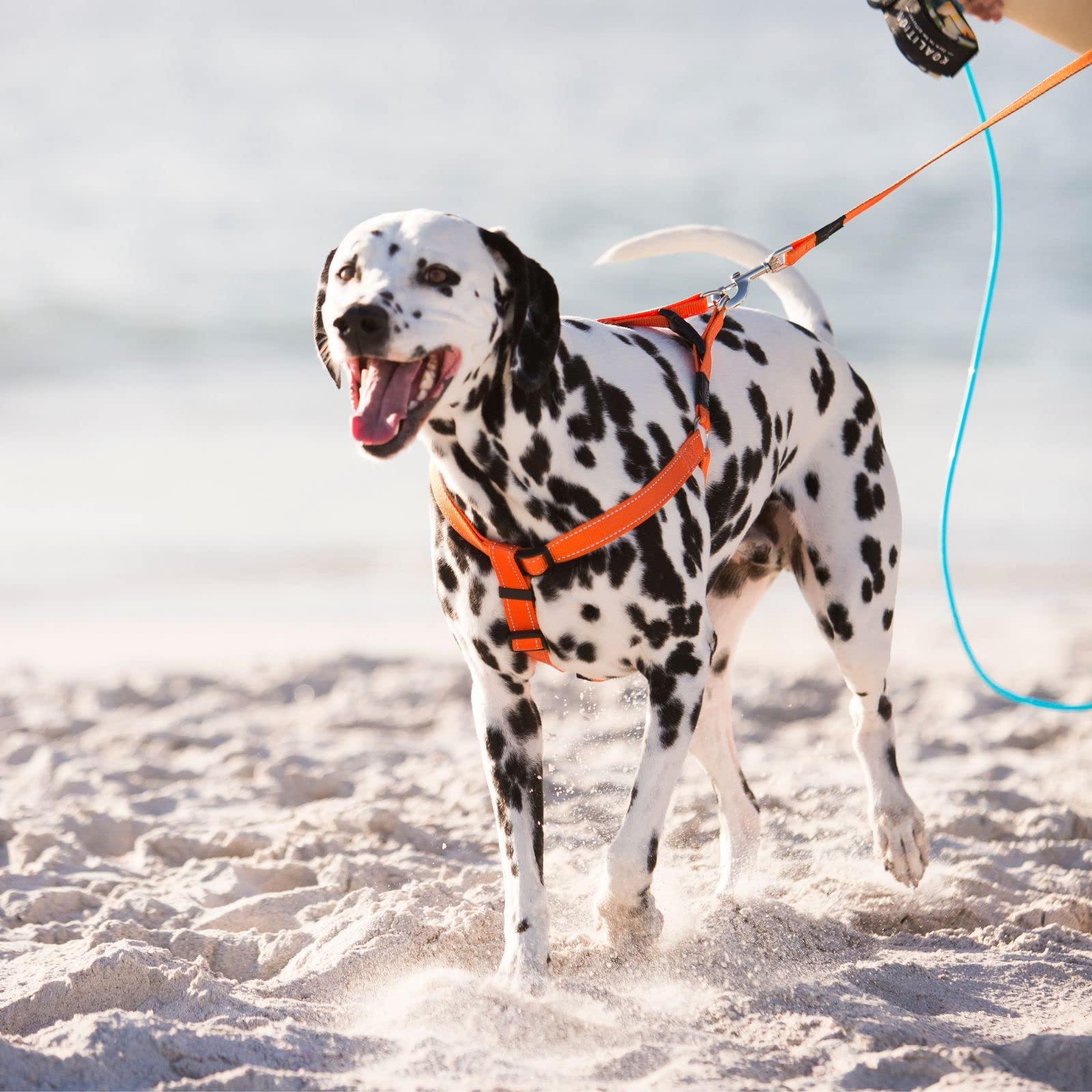 Reflective Adjustable Dog Harness for Extra Large Dogs - Comfortable Step-in Design with Matching Collar & Leash (Turquoise) | Perfect for Night Walks, Training & Outdoor Adventures