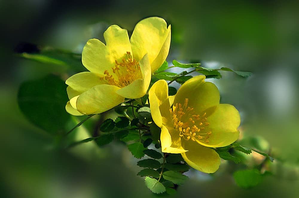 Rosa Xanthina Seeds - 100 Yellow Rose Flower Seeds for Planting | Beautiful Garden Roses for Landscaping, Bouquets & Home Decor