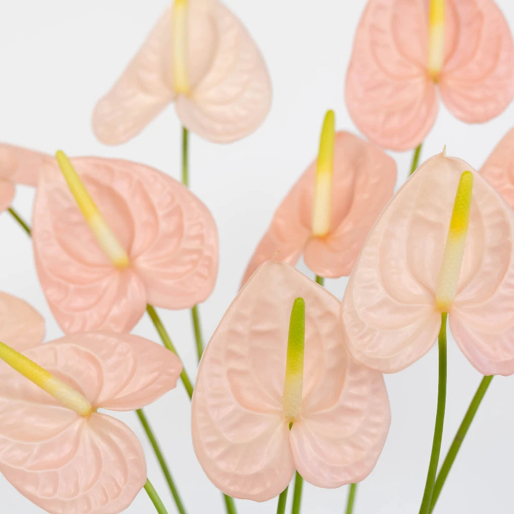 Anthurium Pink Tropical Flower - Live House Plant for Home & Office Decor - Perfect for Indoor Gardens, Gifts, and Tropical Themes