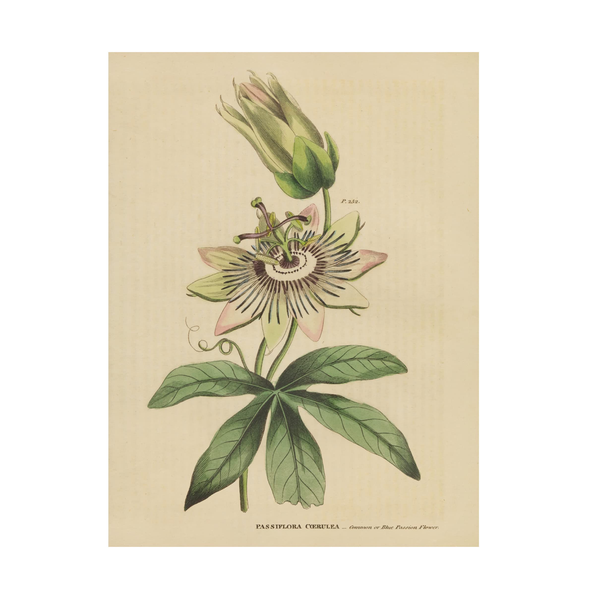 Trademark Fine Art 'Herbal Botanical XXI' Canvas Wall Art Print by Wild Apple Portfolio - Perfect for Living Room, Bedroom & Office Decor