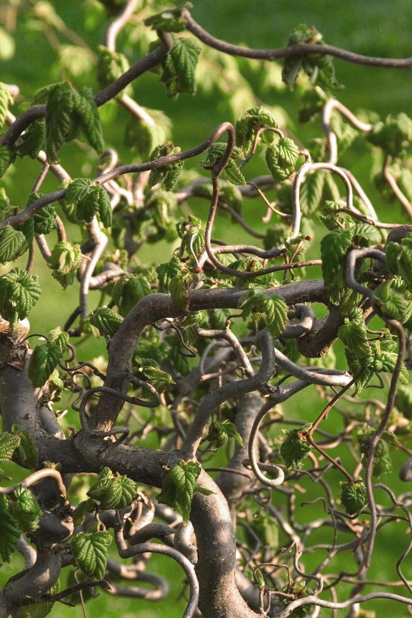 Contorted Hazel Tree (Corylus avellana 'Contorta') - #7 Size - Unique Twisted Branches for Landscaping and Garden Decor
