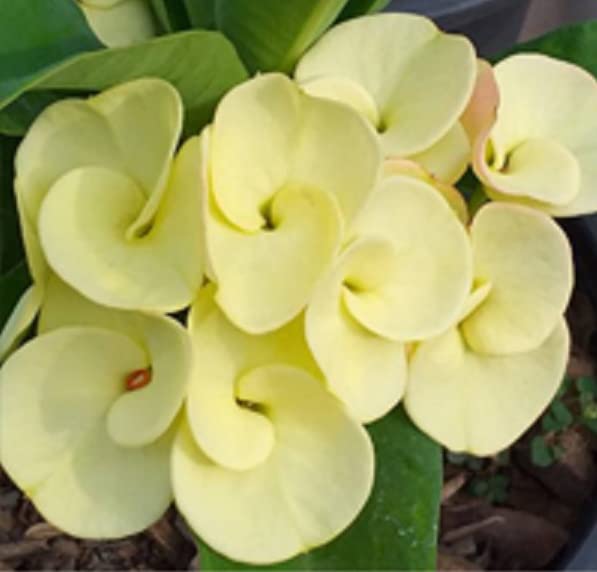Euphorbia Milli (Crown of Thorns) Live Plant - Ampawan Yellow Variety | Drought-Tolerant Succulent for Home Decor, Office Desk & Garden Landscaping