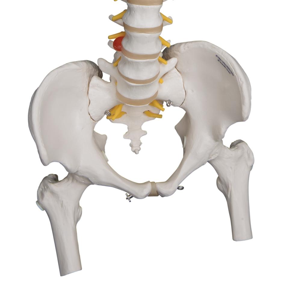 Highly Flexible Spine Model with Femur Heads - Anatomical Spine Model for Medical Students, Chiropractors & Physical Therapists - Perfect for Study, Training & Patient Education