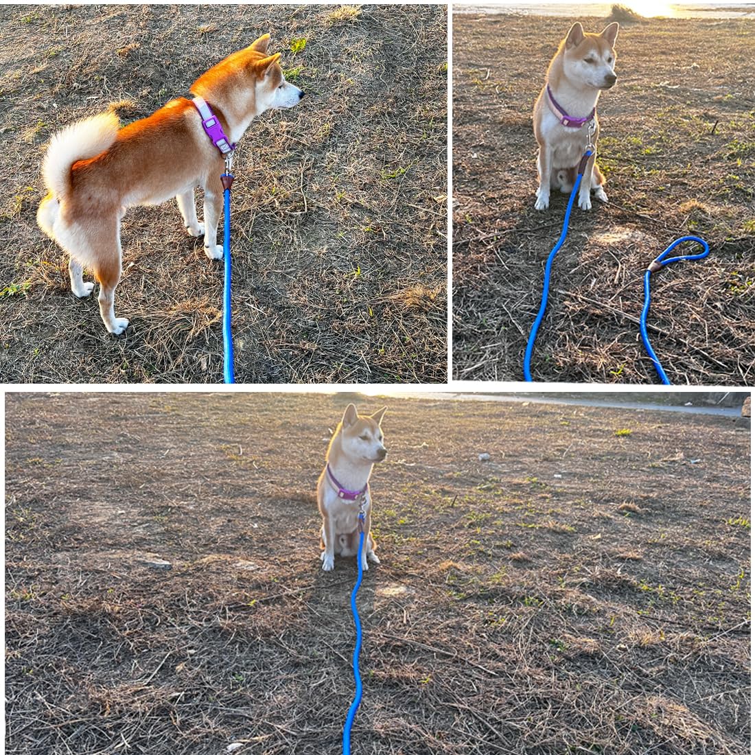 6 FT/8 FT/10 FT Heavy Duty Nylon Dog Leash - 1/2