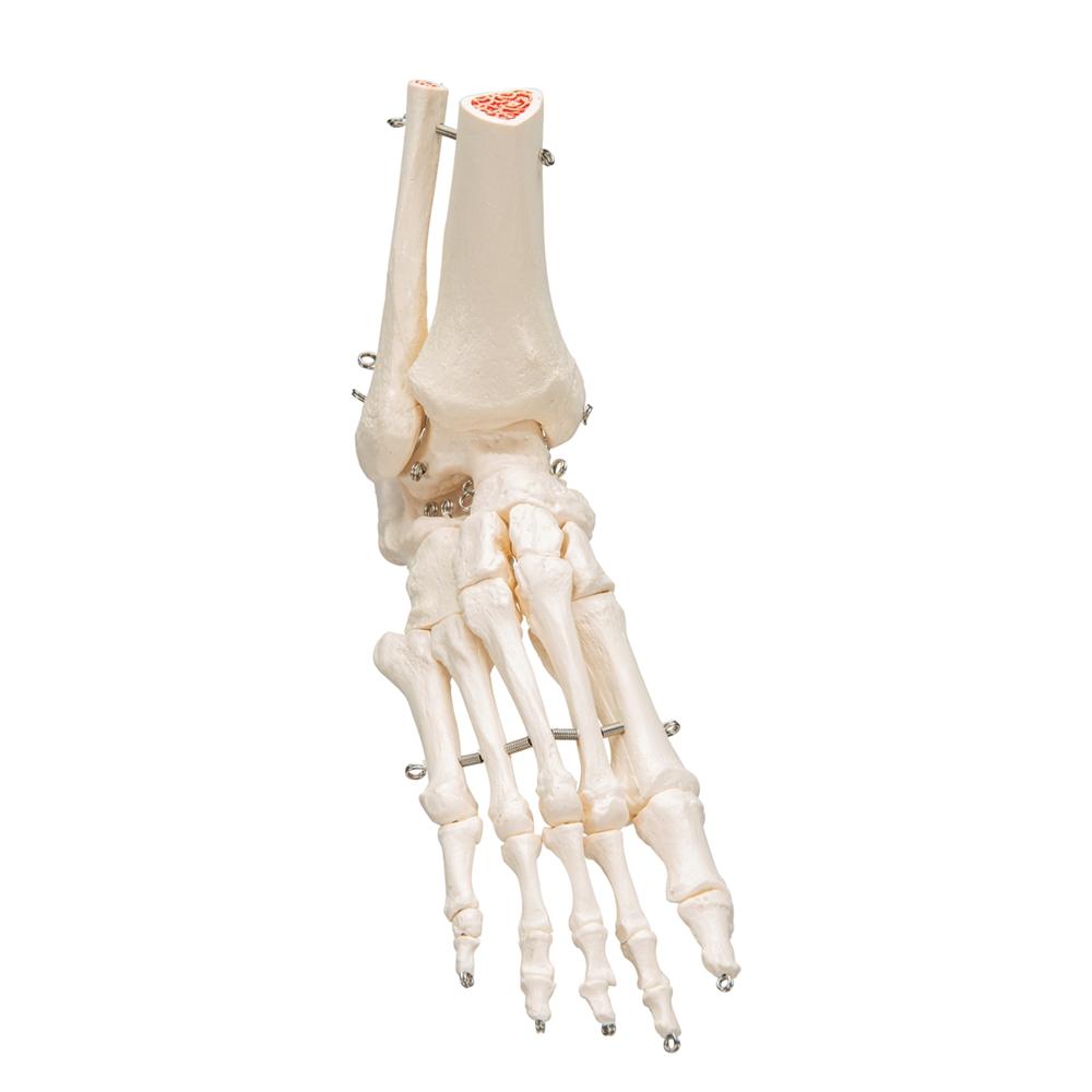 Human Foot and Ankle Skeleton Model - Anatomical Study Tool for Medical Students, Doctors & Physical Therapists - Perfect for Classroom, Clinic & Home Study