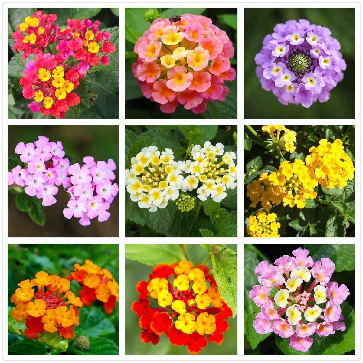 Lantana Mix Flower Seeds (100+ Pack) - Easy to Grow for Outdoor & Indoor Gardening, Home Bonsai - Perfect for Landscaping, Patio Decor, and Butterfly Gardens