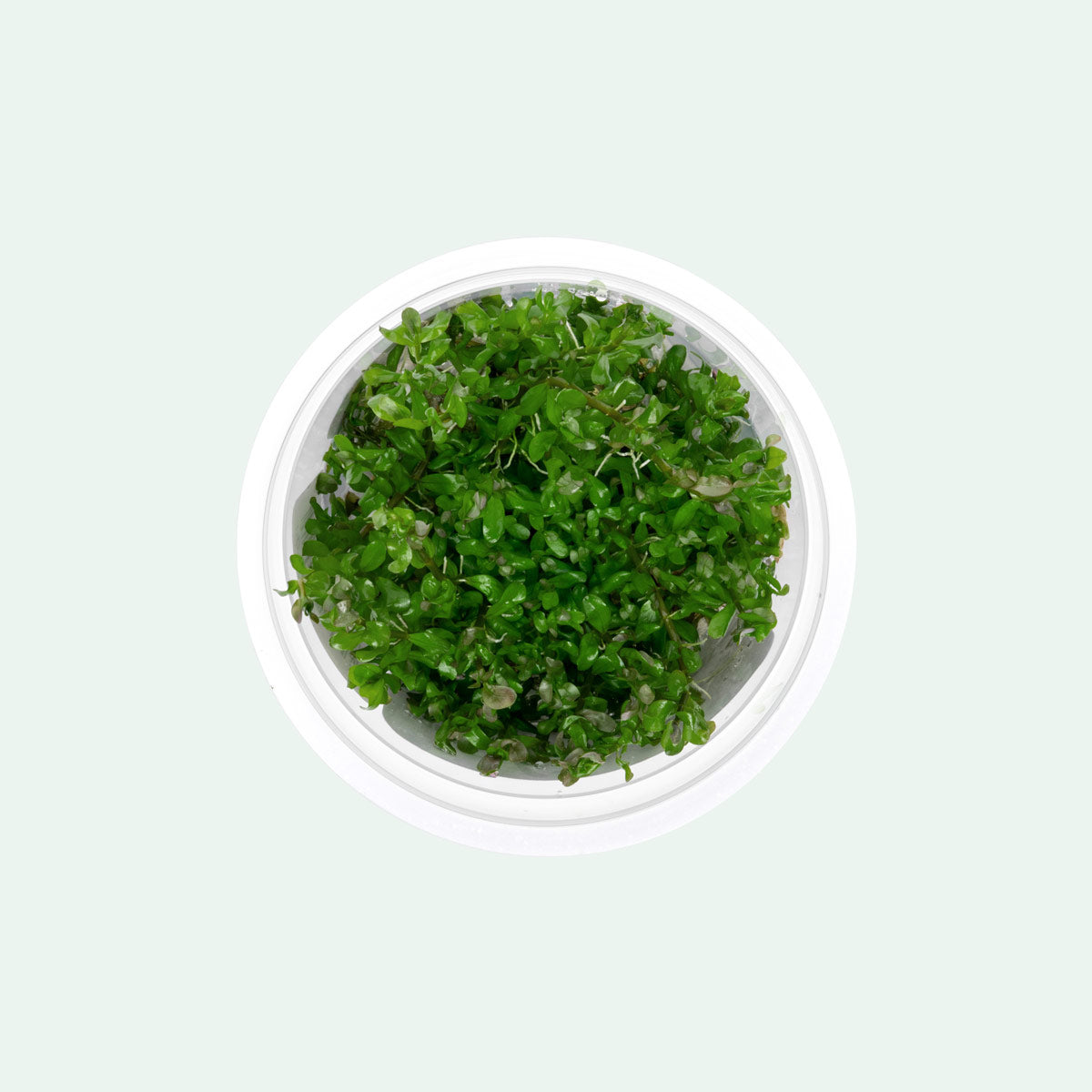 Rotala Manipurensis Live Aquarium Plant - Tissue Culture Cup for Freshwater Fish Tanks | Perfect for Aquascaping, Nano Tanks & Shrimp Habitats