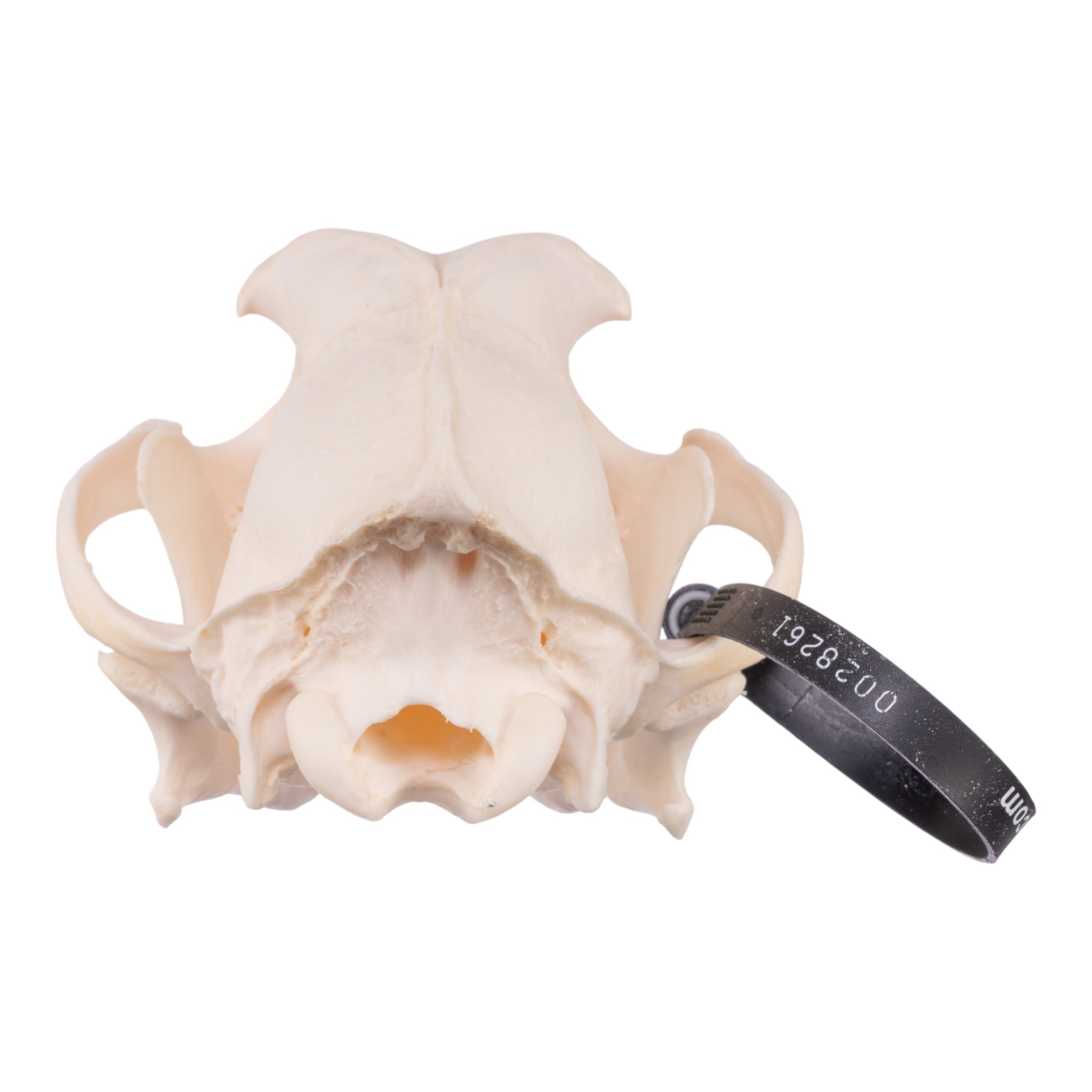 Authentic Domestic Dog Skull - Real Husky Skull Specimen for Taxidermy, Veterinary Study & Gothic Decor | Perfect for Halloween, Oddity Collections & Science Education