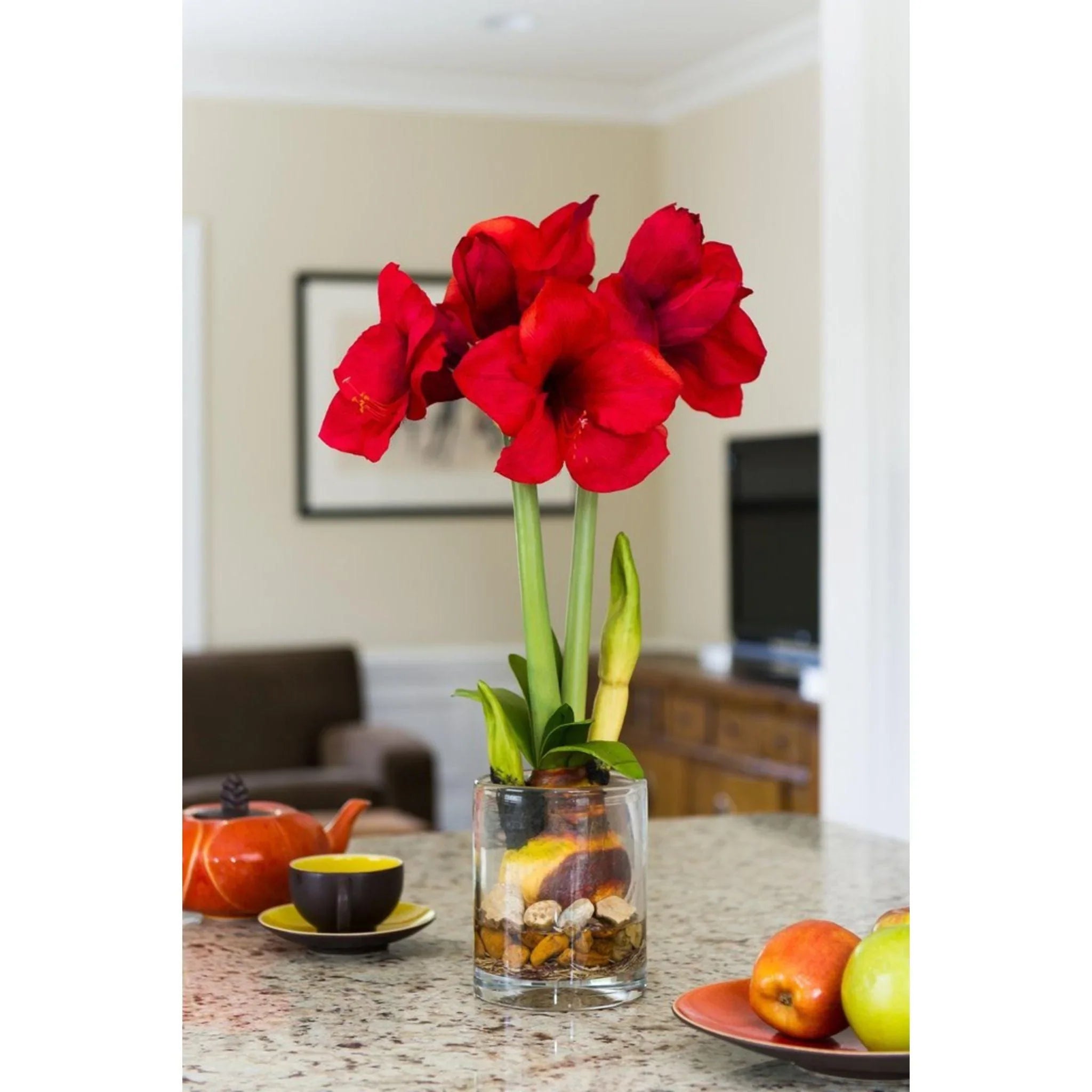 Beautiful Red Amaryllis Flower Arrangement - Perfect for Home Decor, Wedding Centerpieces & Holiday Gifts