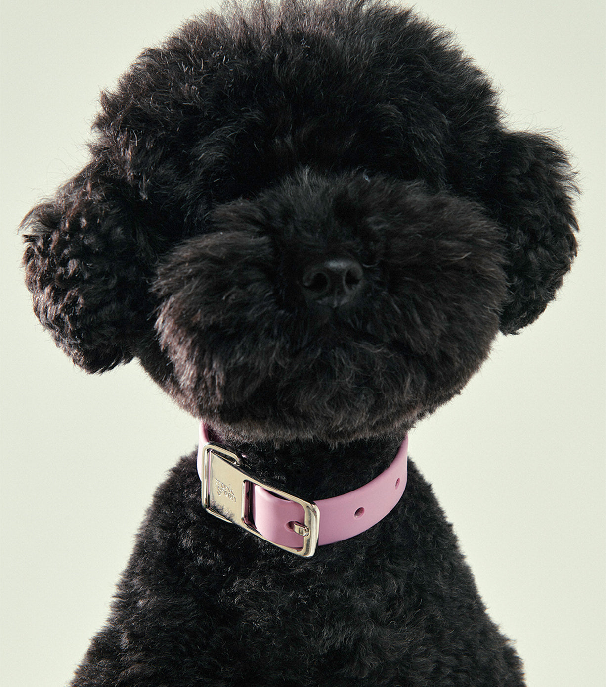 Durable Small Pet Collar for Dogs & Cats - Adjustable & Comfortable for Daily Walks & Outdoor Adventures
