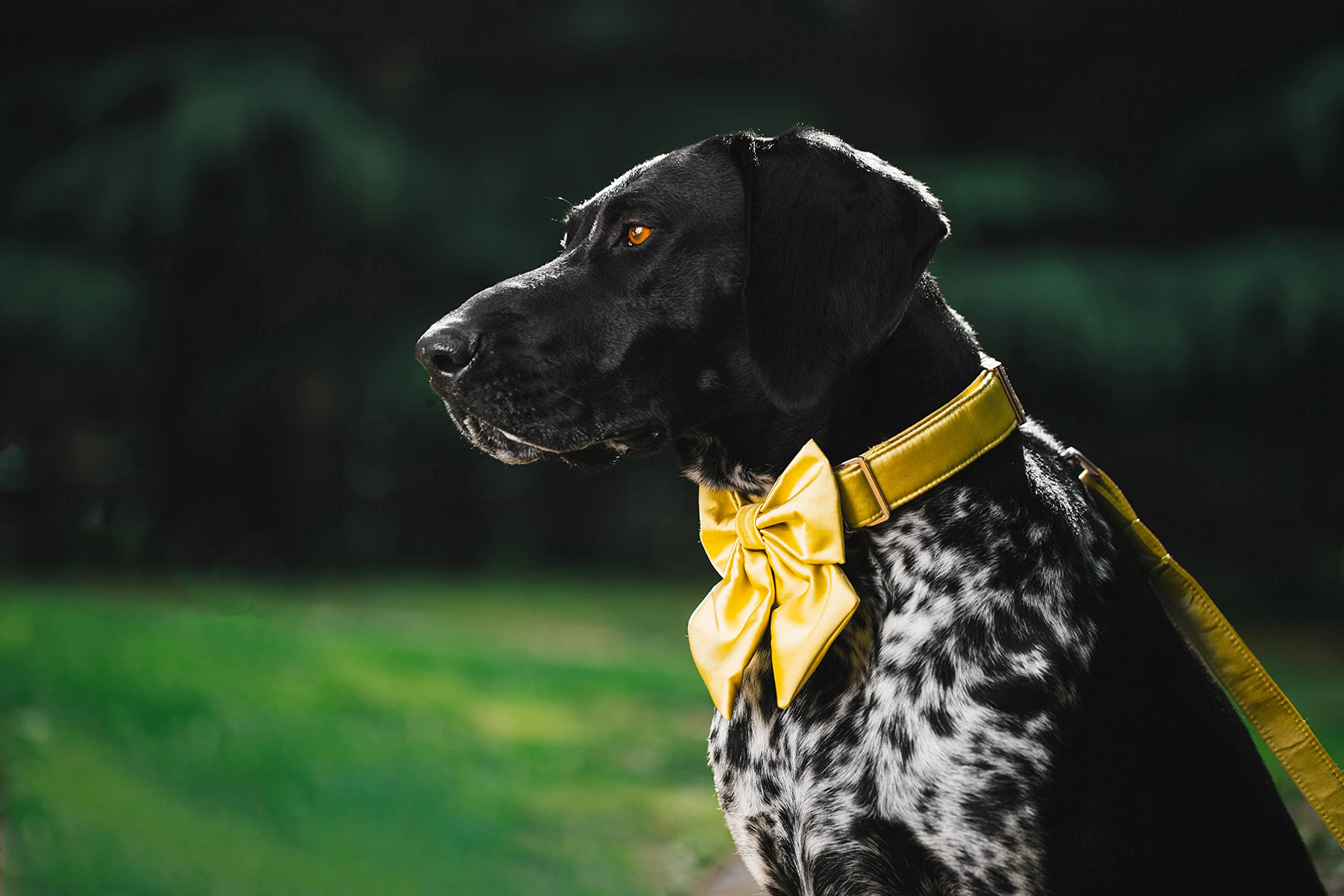 Adjustable Silk Yellow Dog Collar with Bow Tie - Durable X-Large Pet Collar for Weddings & Special Occasions | Fashionable & Comfortable for Big Dogs