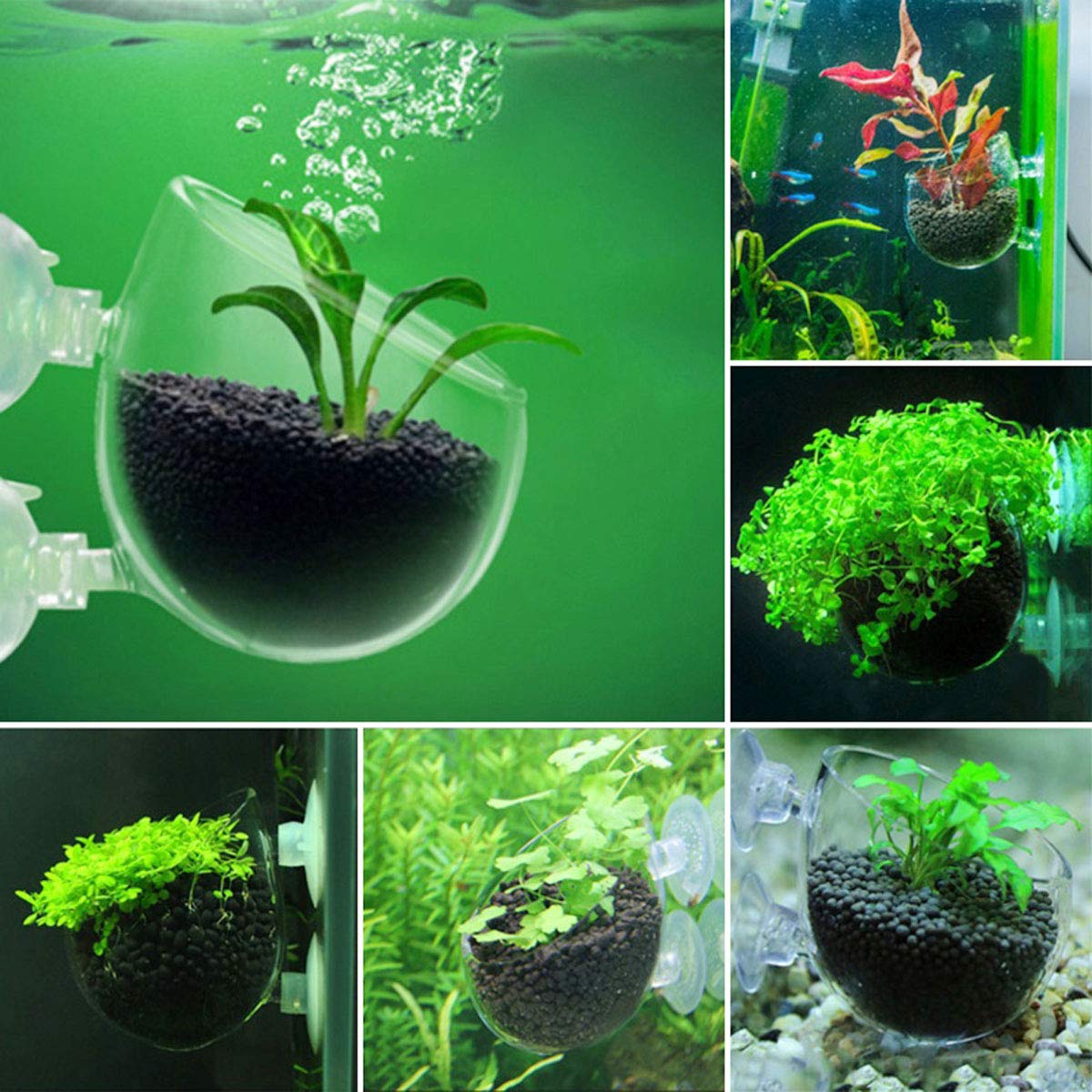 DGZZI Crystal Glass Aquatic Plant Pot - 3PCS Suction Cups Holder for Fish Tank Aquarium Decoration | Perfect for Live Plants, Betta Fish Tanks & Underwater Decor