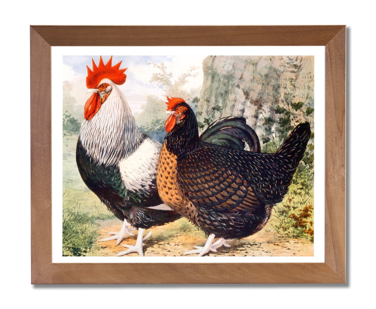 Exotic Dark Dorkings Chicken Wall Art Print - Honey Framed Farmhouse Decor for Kitchen, Living Room & Country Style Homes