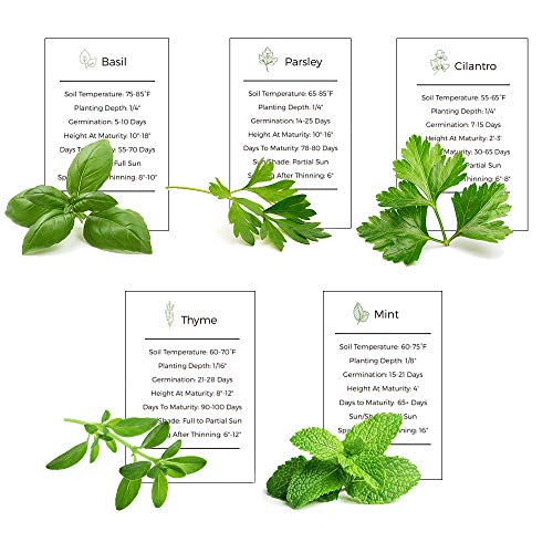 Basil, Mint, Parsley, Cilantro & Thyme