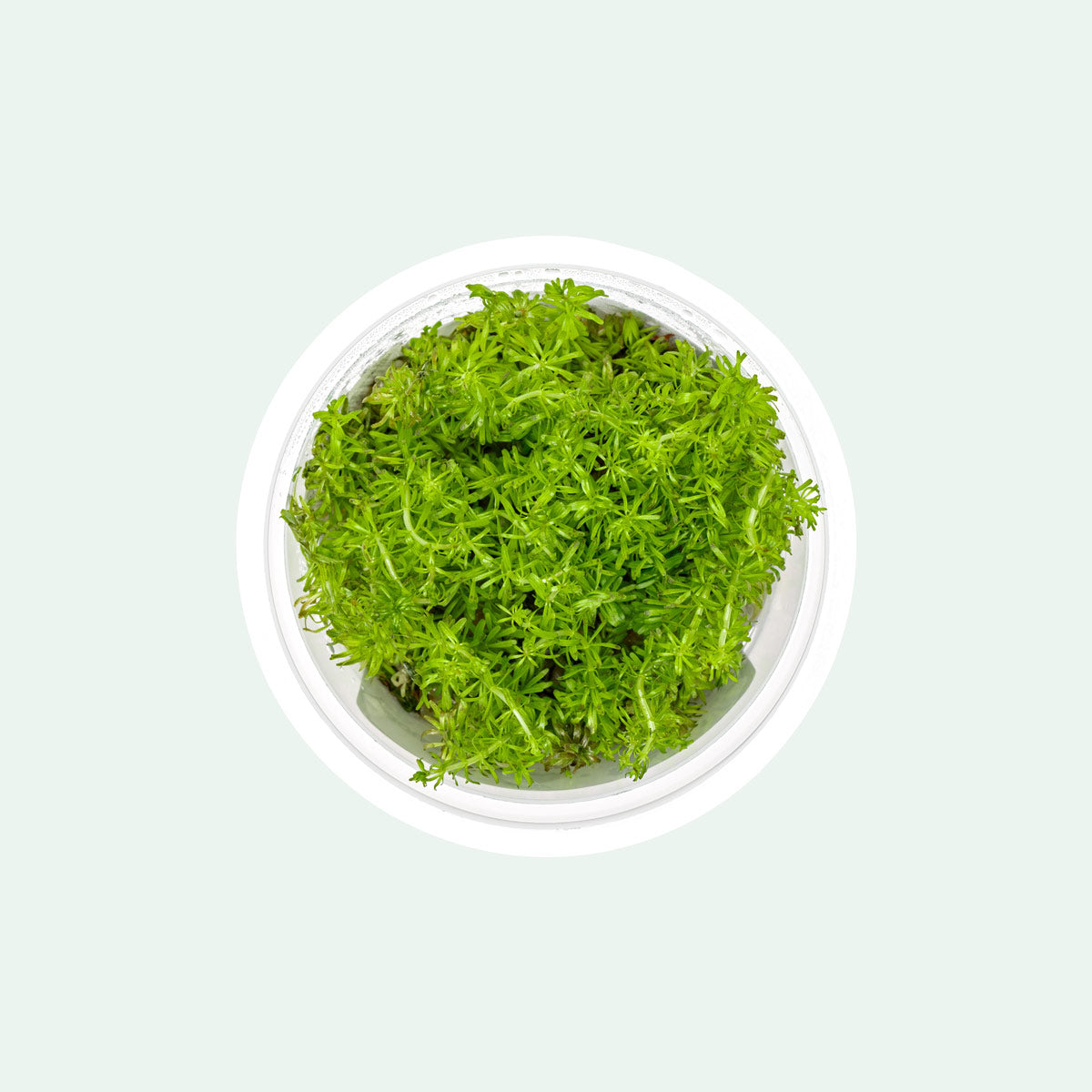 Rotala Vietnam Tissue Culture - Live Aquatic Plant for Freshwater Aquariums | Perfect for Planted Tanks, Aquascaping & Shrimp Habitats