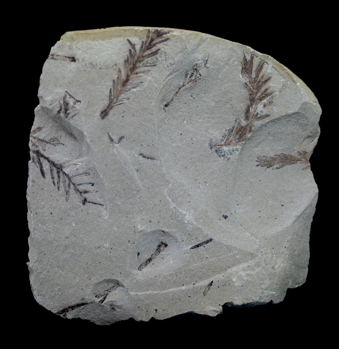 Authentic Metasequoia Sprig Fossil Specimen - Rare Plant Fossil for Collectors, Science Education & Home Decor | Perfect for Geology Enthusiasts & Natural History Displays