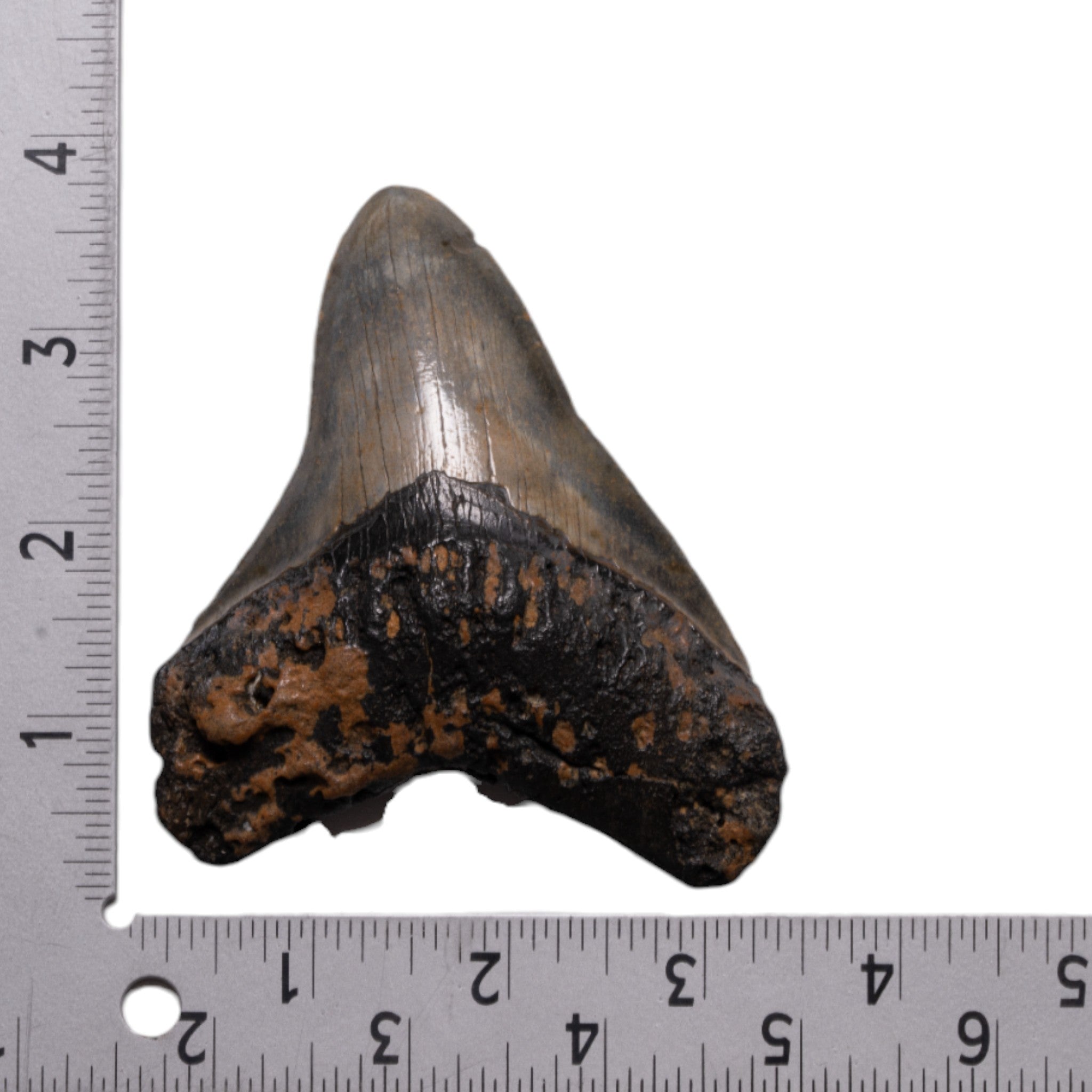 Authentic Megalodon Shark Tooth Fossil - Genuine Collector's Specimen for Home Decor, Jewelry Making & Educational Display