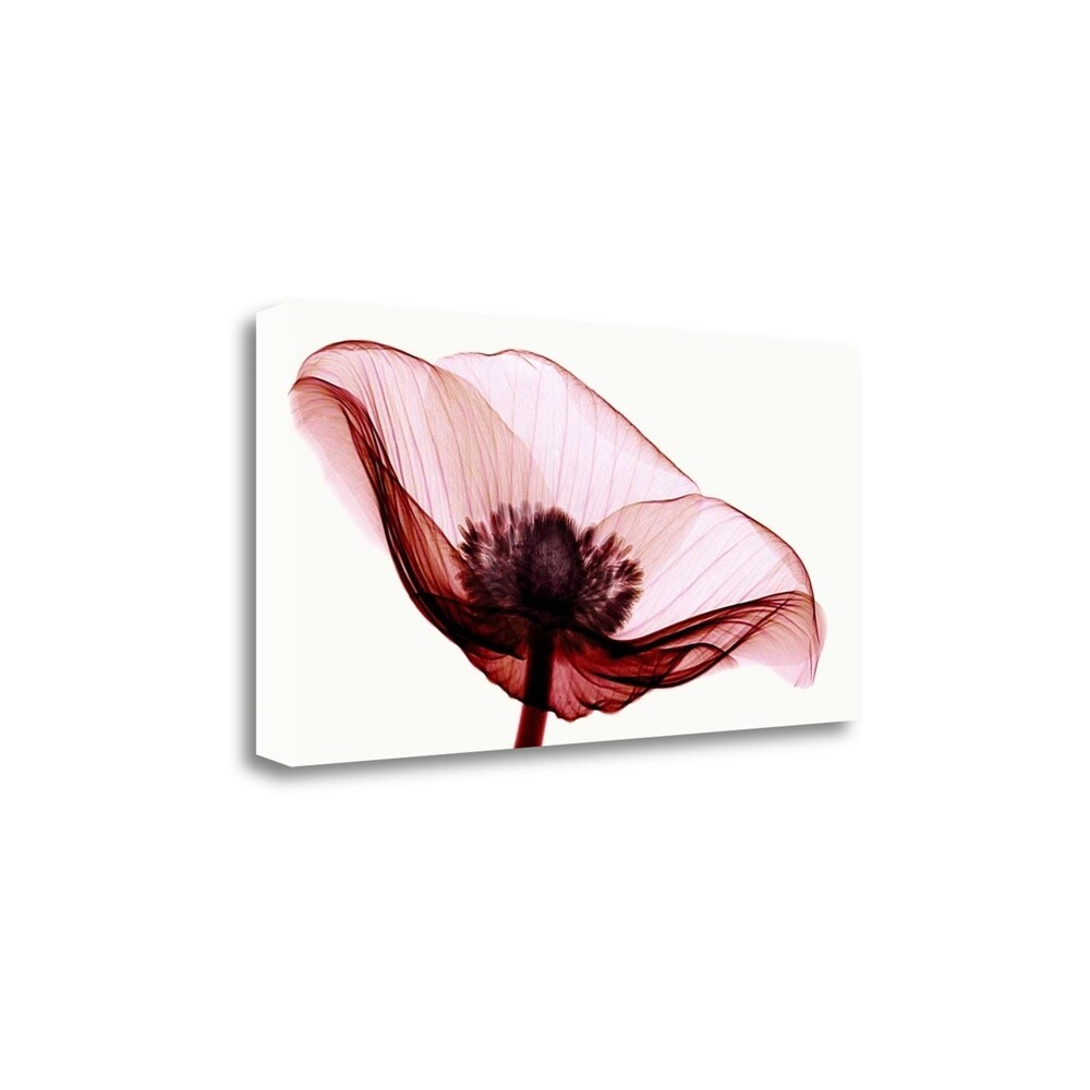 Anemone I by Robert Coop - Premium Fine Art Giclee Print on Gallery Wrapped Canvas, Ready to Hang Wall Decor for Living Room, Bedroom & Office