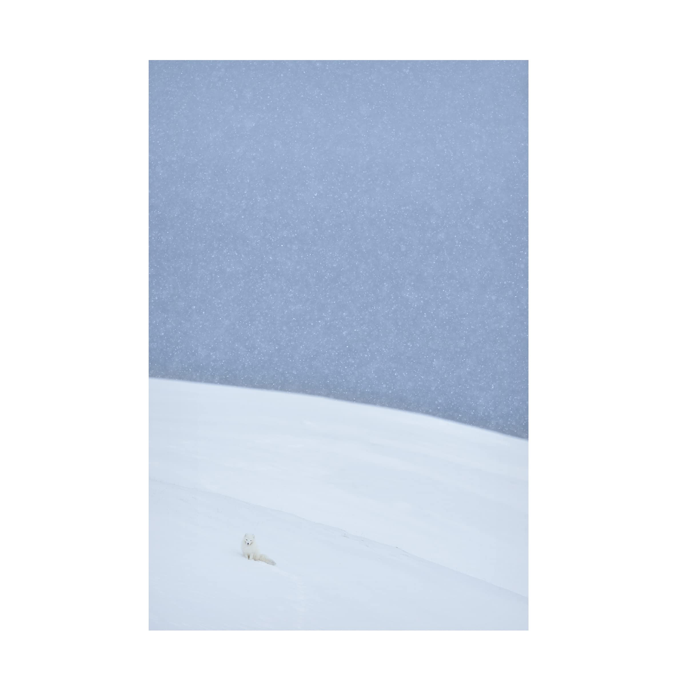 Trademark Fine Art 'Snowy Arctic Fox In Svalbard' Canvas Wall Art by Yves Adams - Stunning Wildlife Home Decor for Living Room, Bedroom & Office