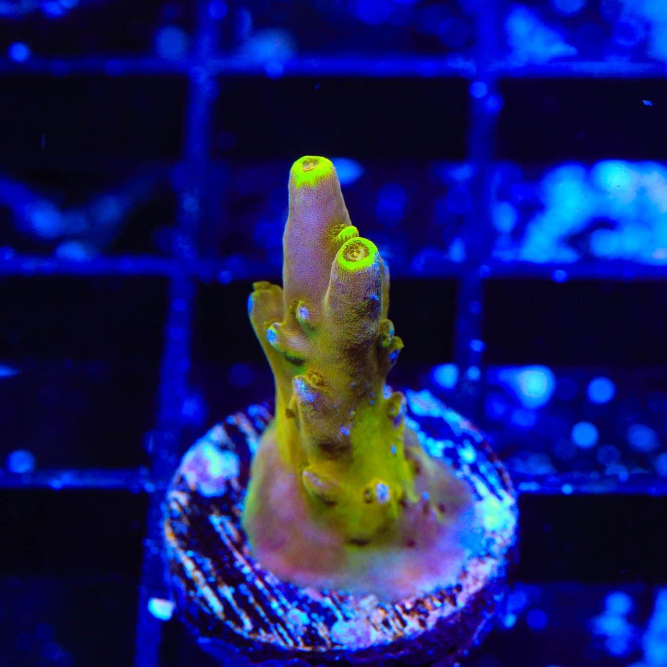 CB Golden Jawdropper Acropora Coral - Premium Saltwater Aquarium Coral for Reef Tanks | Perfect for Marine Aquascaping and Coral Propagation