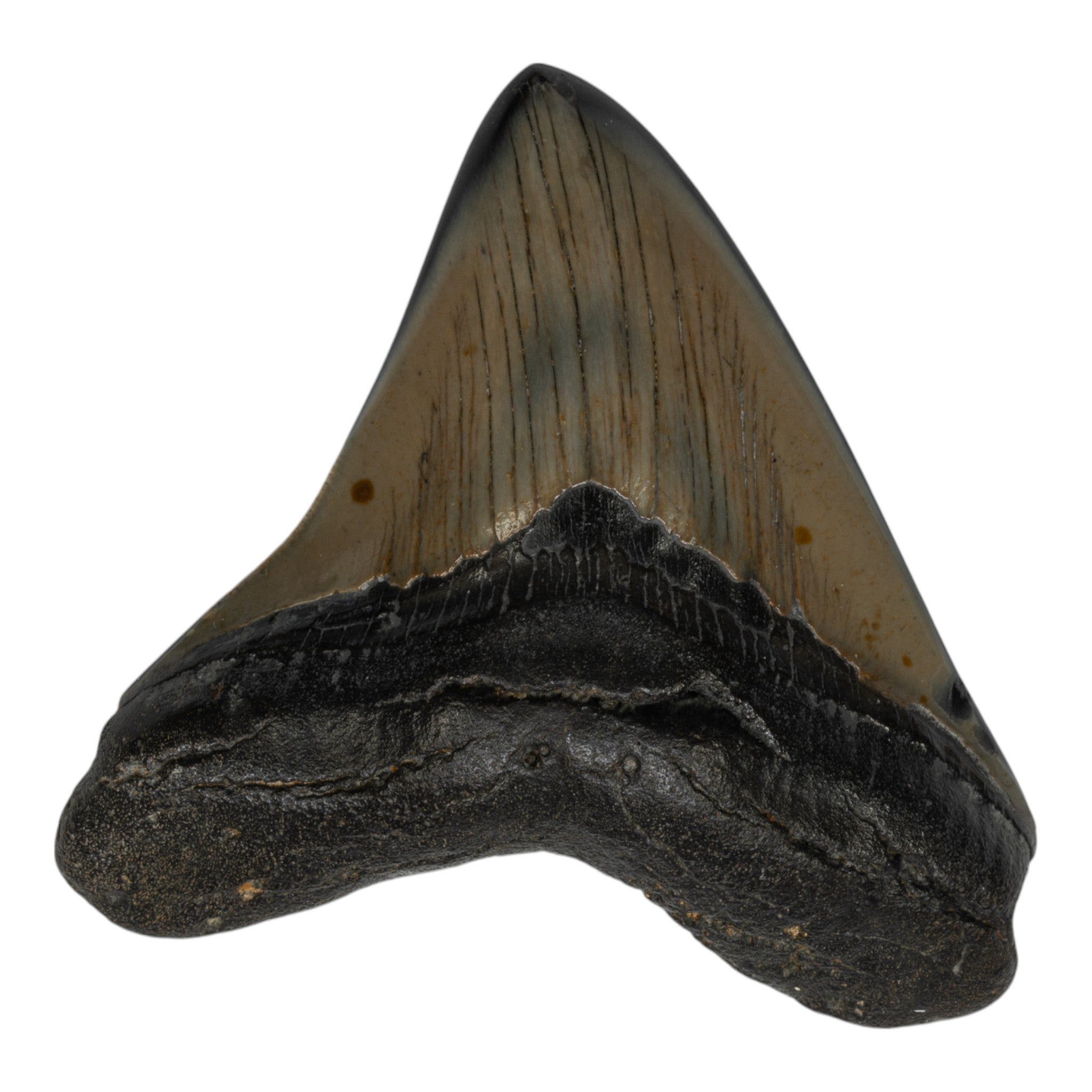 Authentic Megalodon Shark Tooth Fossil - Genuine Collector's Item for Jewelry Making, Home Decor & Educational Display