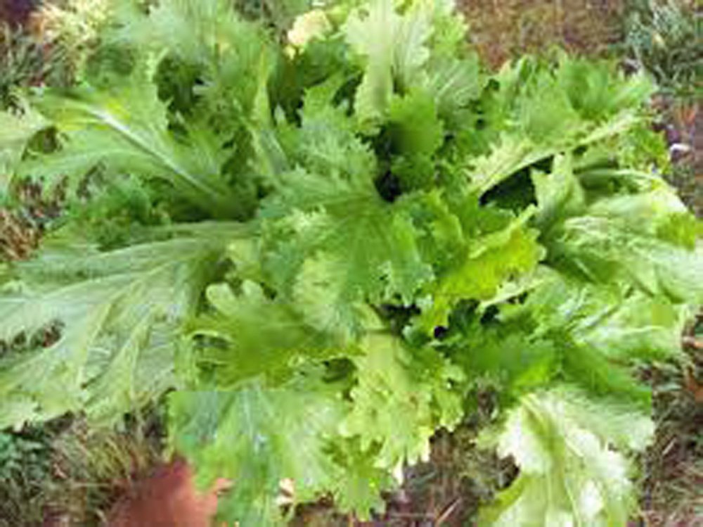 Heirloom Non-GMO Old Fashioned Mustard Green Seeds - 25+ Premium Organic Seeds for Home Gardening, Salads & Pickling