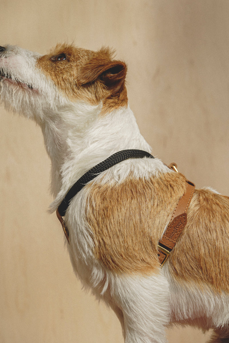 Premium Adjustable Dog Harness for Small & Medium Dogs - Soft Padded No-Pull Pet Vest with Handle - Perfect for Walking, Hiking & Training (Pony Makarony Ginger Design)