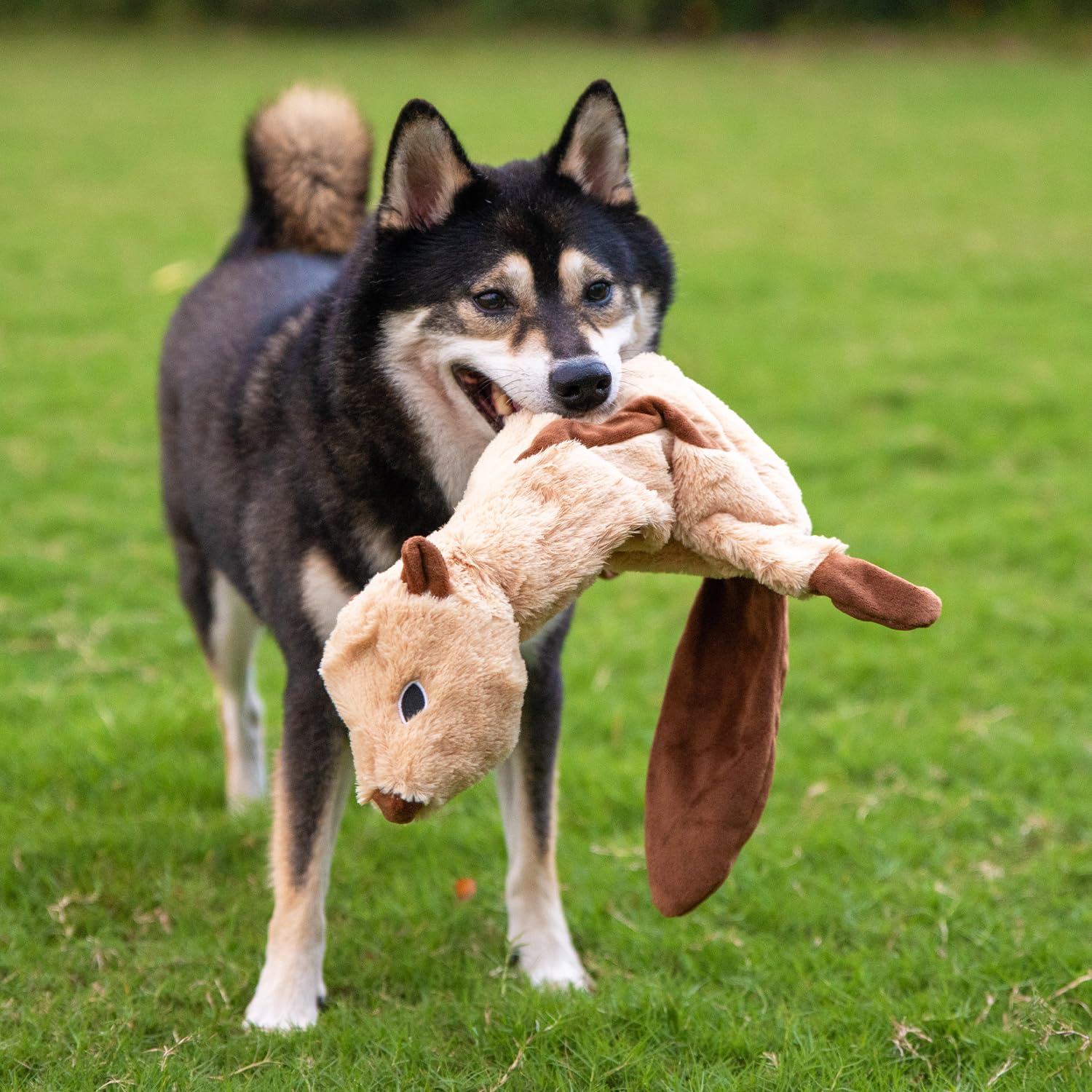 2-in-1 Squeaky Dog Toy for All Sizes - No Stuffing, Holds Bottle | Indoor Play Fun