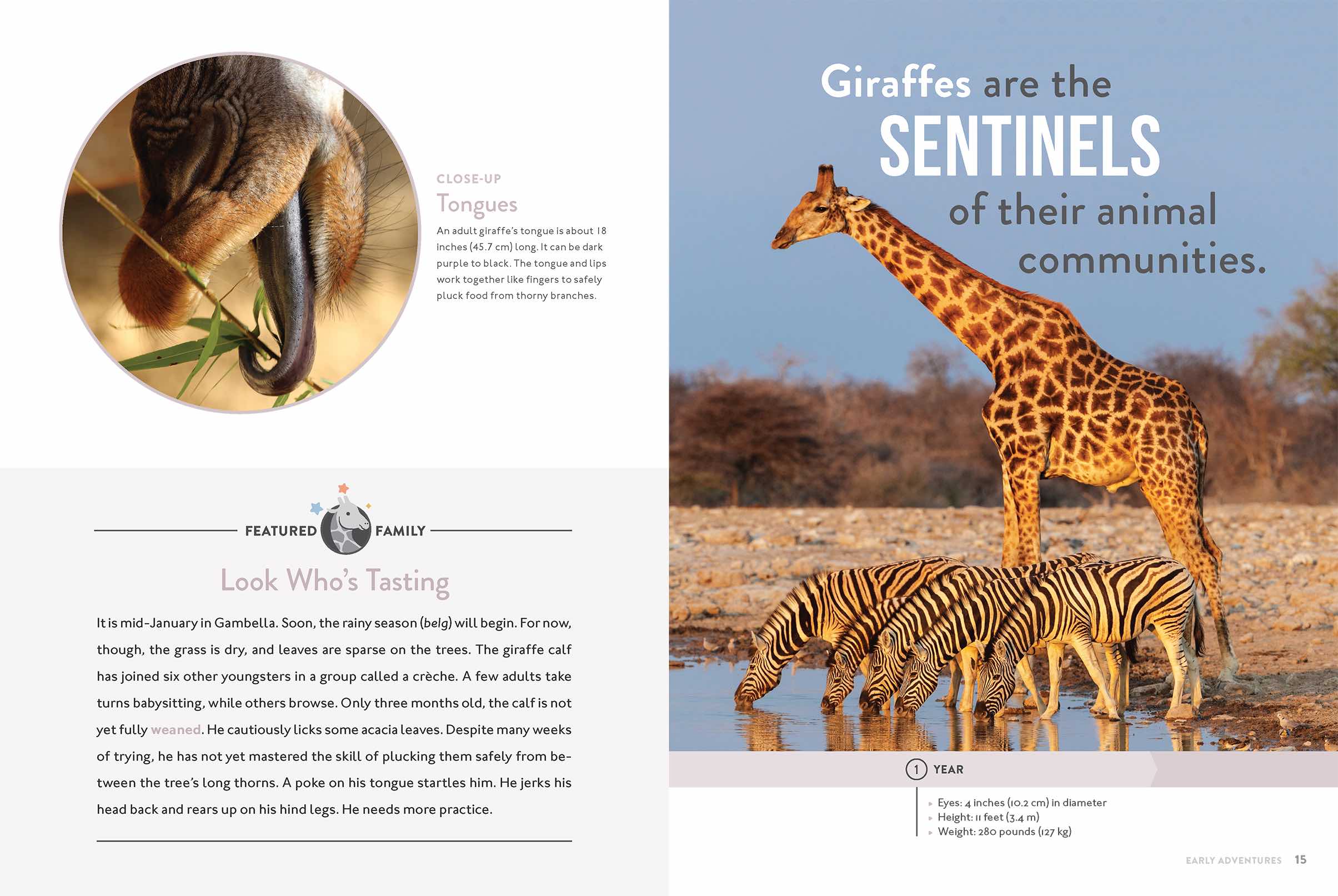 Giraffe Book 9781640263383 - Wildlife Animal Encyclopedia for Kids & Adults - Perfect for School Projects, Home Learning & Nature Enthusiasts