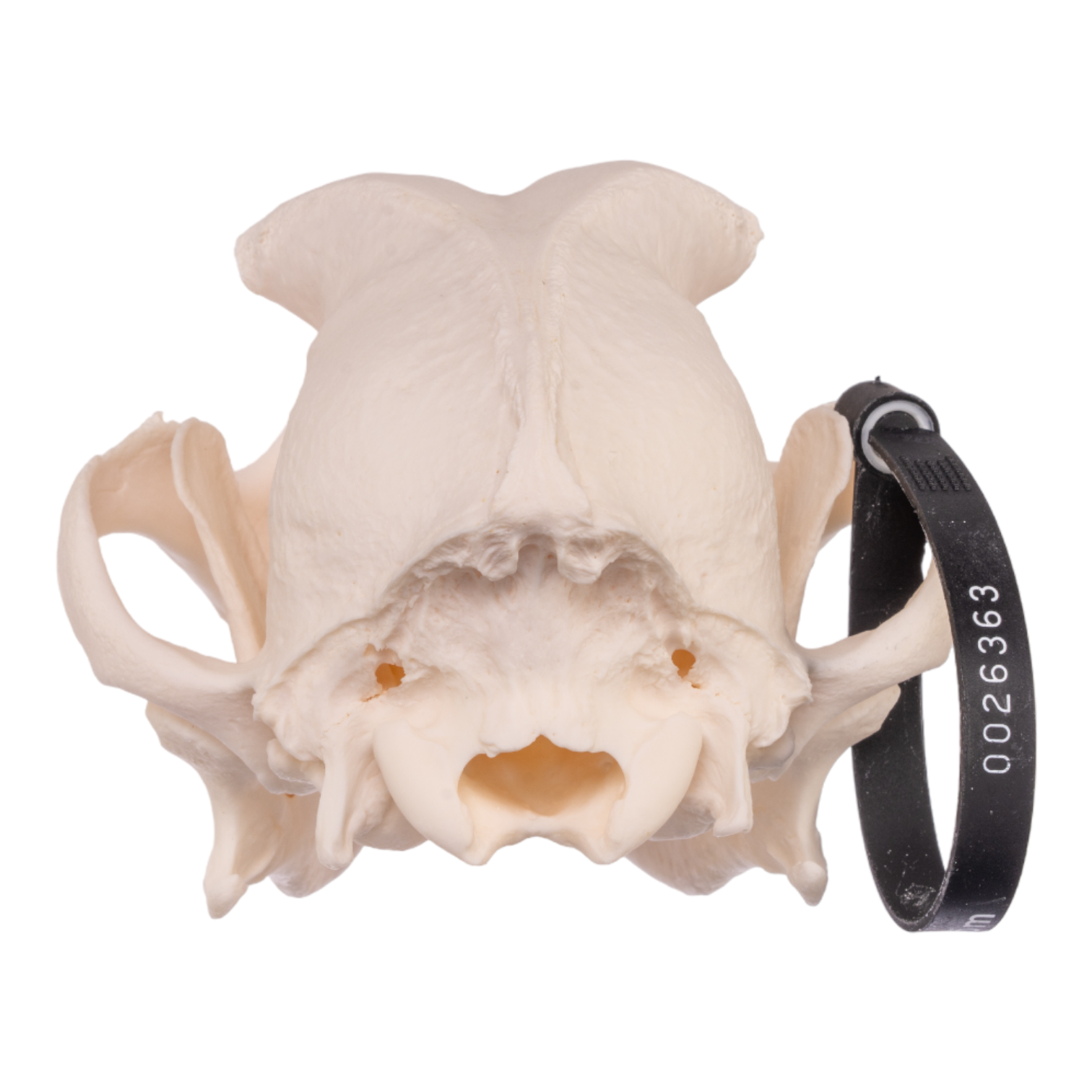Authentic Rottweiler Dog Skull - Real Domestic Canine Bone Specimen for Veterinary Study, Taxidermy & Gothic Decor | Perfect for Halloween, Oddity Collections & Educational Displays
