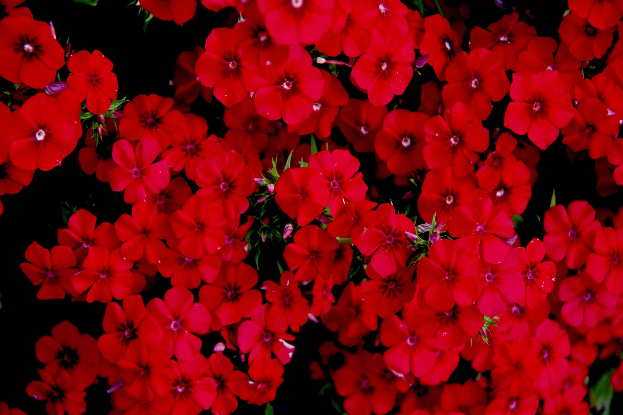 200+ Texas Red Phlox Seeds - Stunning Red Wildflower for Garden Landscaping - Made in USA - Perfect for Borders, Rock Gardens & Pollinator-Friendly Yards