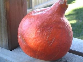 Organic Winter Red Kuri Squash Seeds - 100 Count Non-GMO Heirloom Seeds for Planting | Perfect for Home Gardens, Fall Harvest & Seasonal Cooking