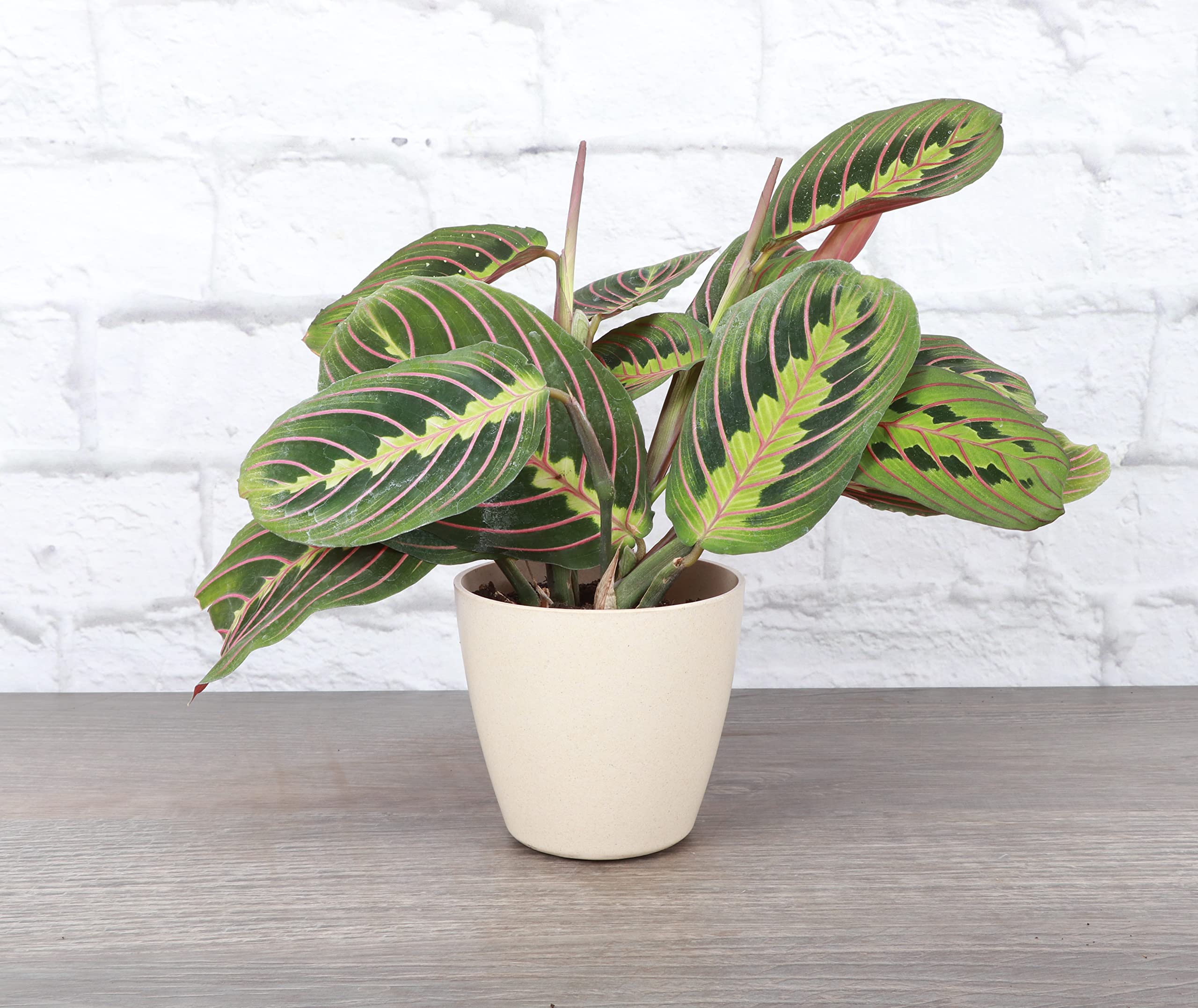 Thorsen's Red Prayer Plant (Maranta leuconeura) - Live Indoor Houseplant in 4