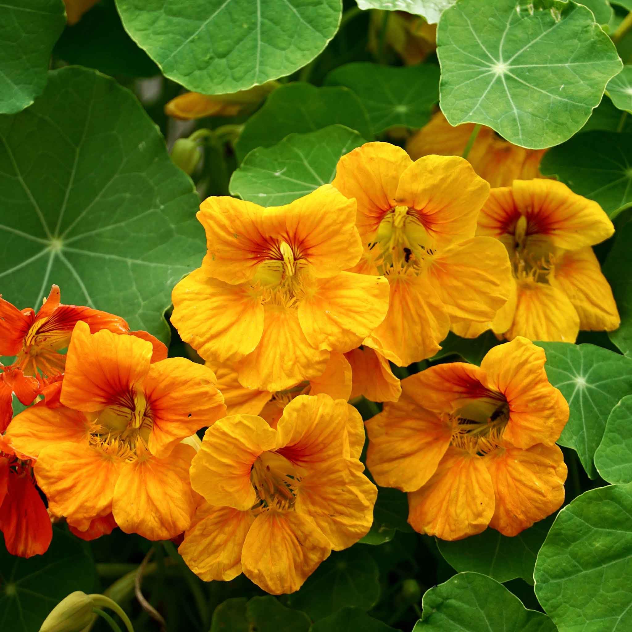 Eden Brothers Orange Gleam Nasturtium Seeds - Non-GMO Flower Seeds for Planting | Low-Maintenance, Fast-Growing, Spring Planting (Zones 1-10) | Perfect for Garden Borders, Containers & Edible Landscaping